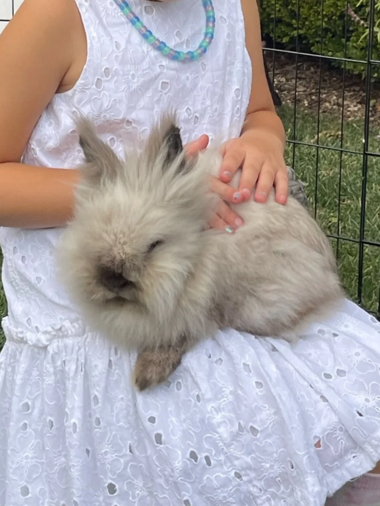 A young girl dressed in a pink princess costume sitting outdoors, holding a fluffy white and grey rabbit close to her chest.