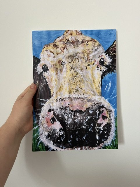 Hexham cows A4 print