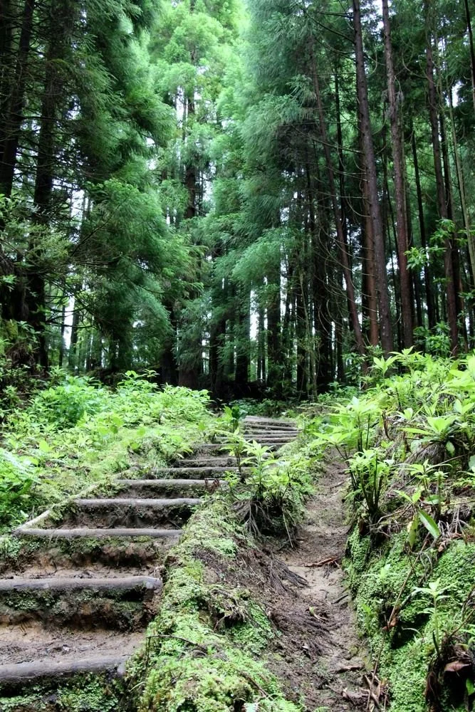 A forest trail Azores