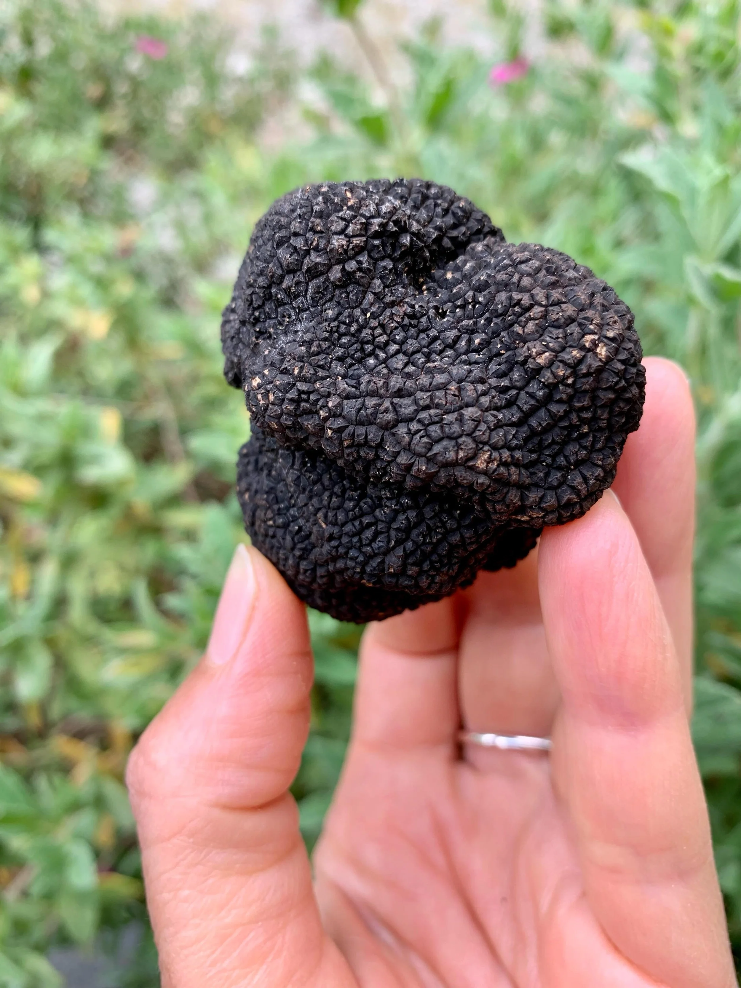 Fresh Summer Truffles are back! ✨

Hunted daily in Umbria 🇮🇹, from 1st May to 31st August, these rare diamonds of the earth are delivered fresh to your door in the UK 🇬🇧🚚

Shop on our TRUFFORE website &mdash; link in bio. 

#truffles #umbria #fr
