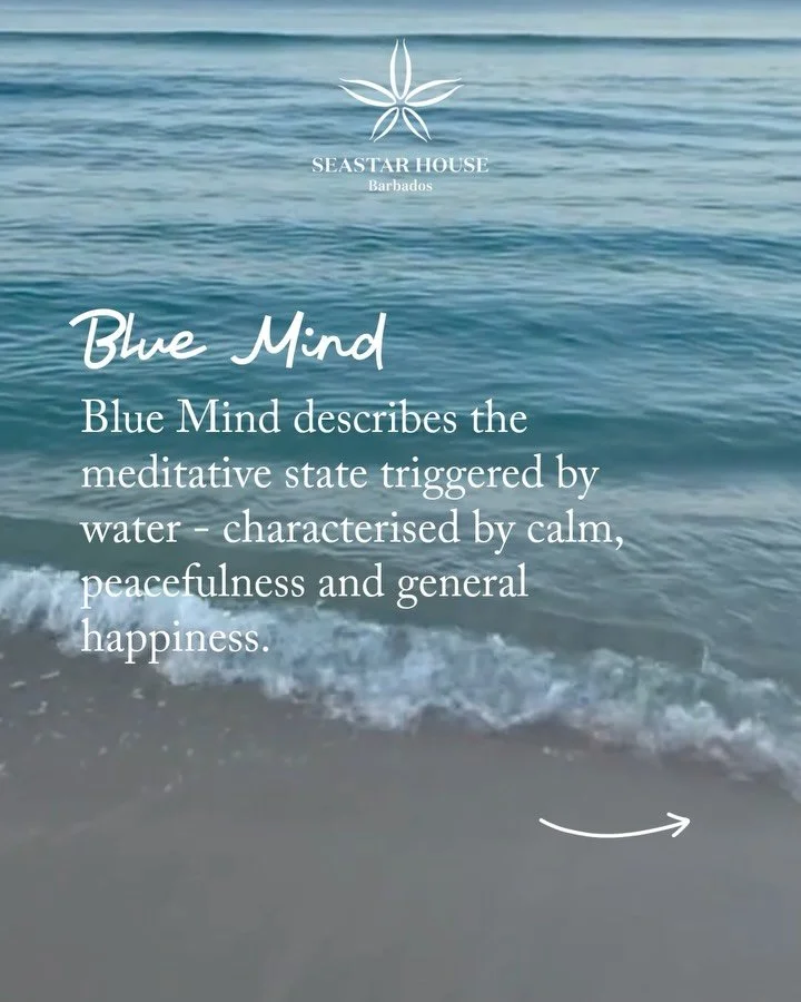 🌊 Renowned marine biologist Wallace J. Nichols&rsquo; groundbreaking research on Blue Mind reveals the scientifically proven calming effects of being near water. The Caribbean Sea offers the perfect location for harnessing these benefits. 🌊

#water