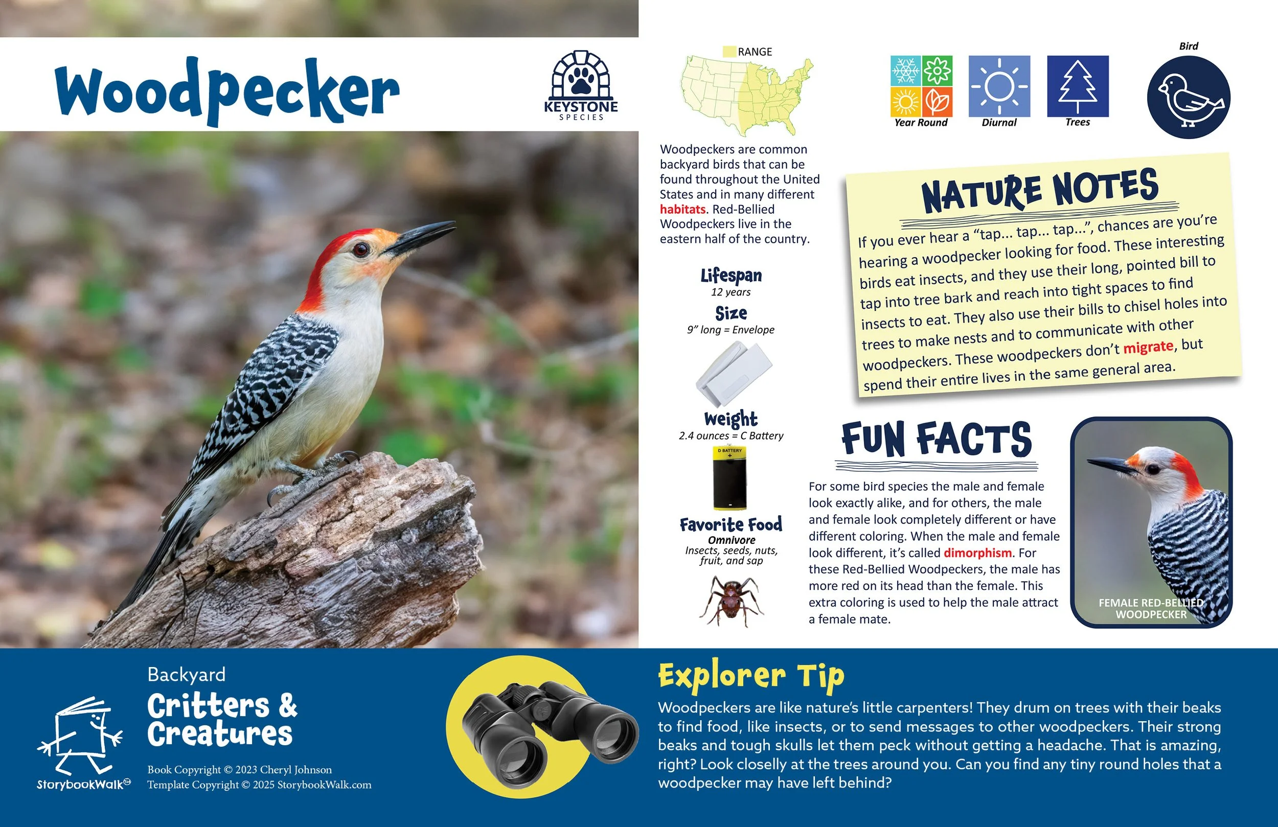 SBW_Backyard Critters_1117_Fin pages24.jpg