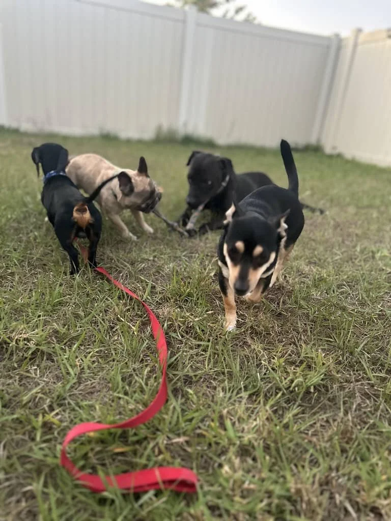 JPEG image-4D96-B31B-C5-0.jpeg