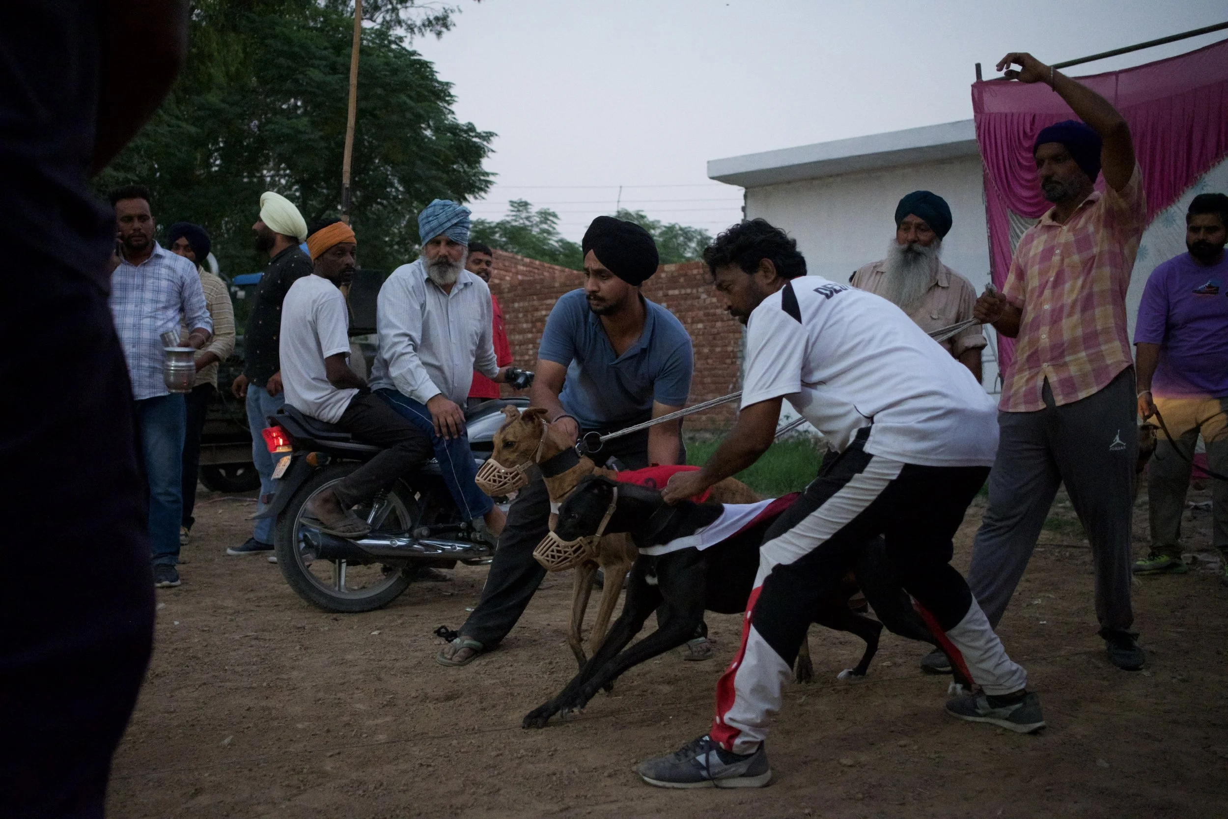Illegal greyhound racing and dog fights