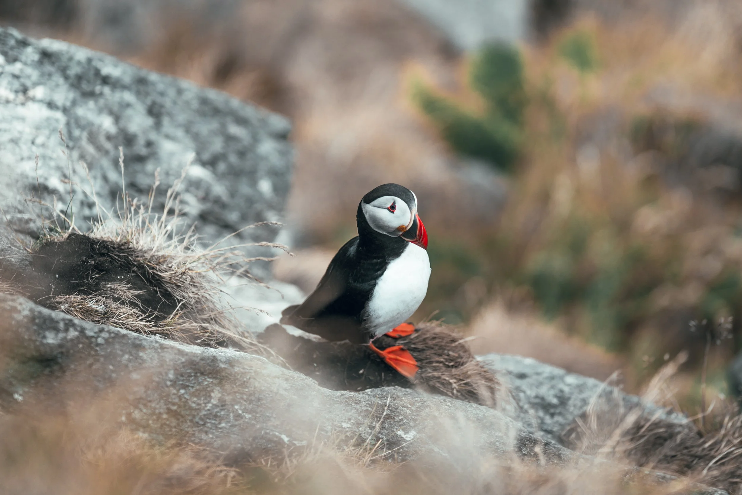 Cute puffin sitting on a rock