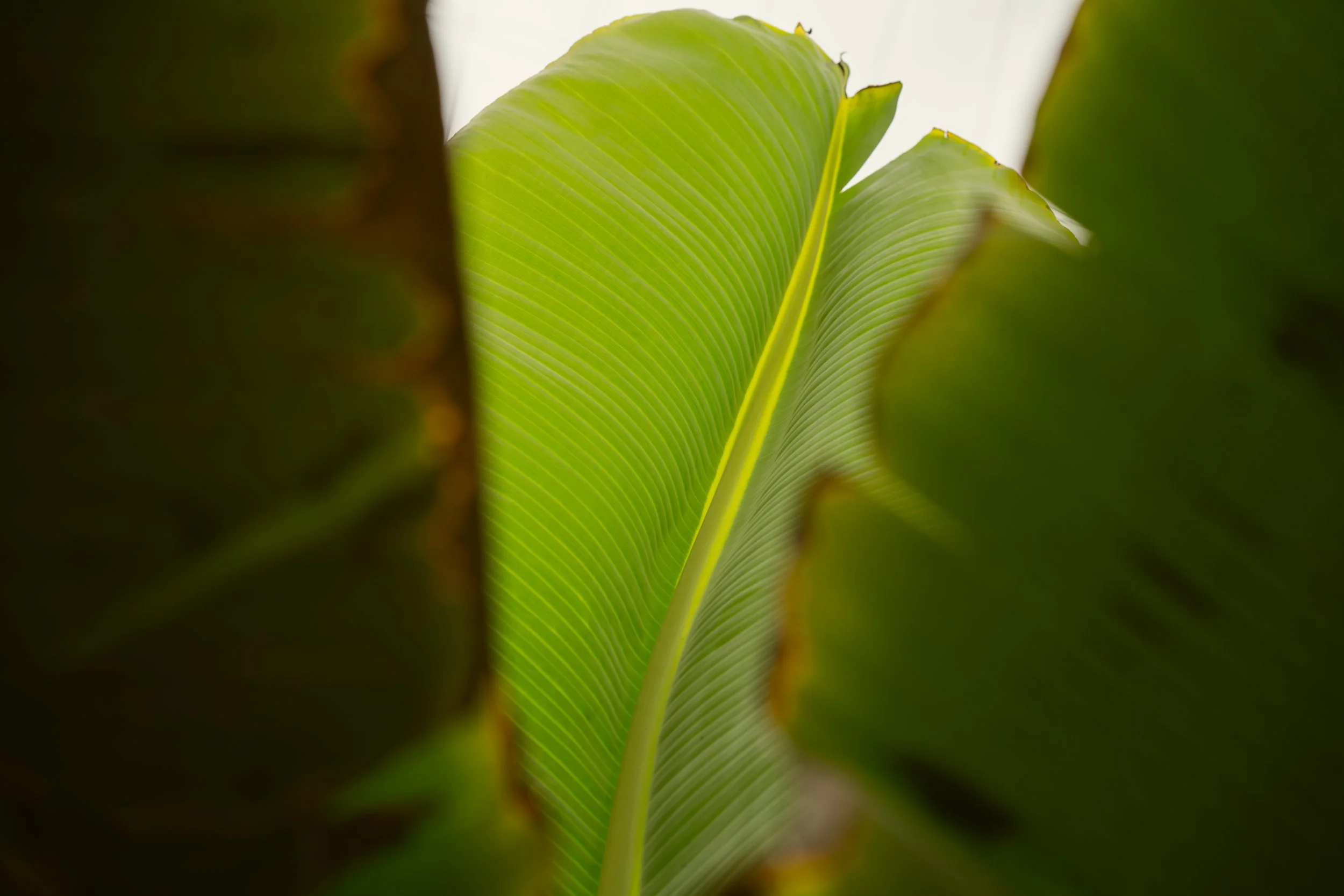 FOW-TNB Tenerife-00004.jpg