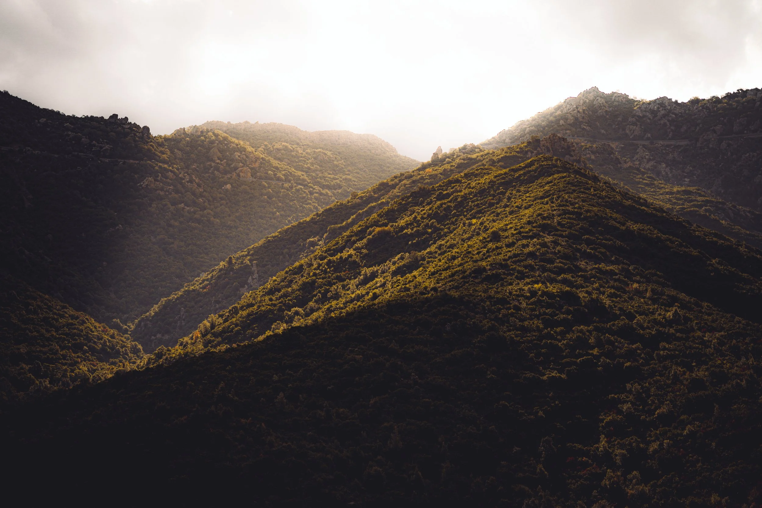Mountainhills with trees
