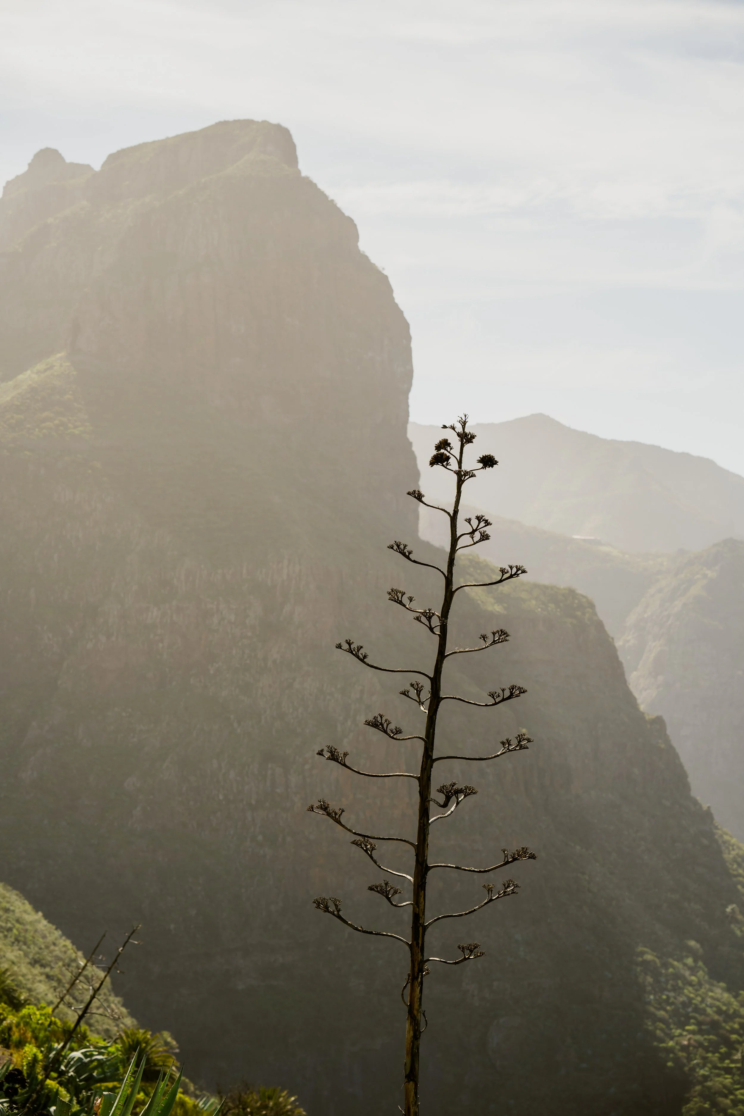 FOW-TNB Tenerife-09374.jpg