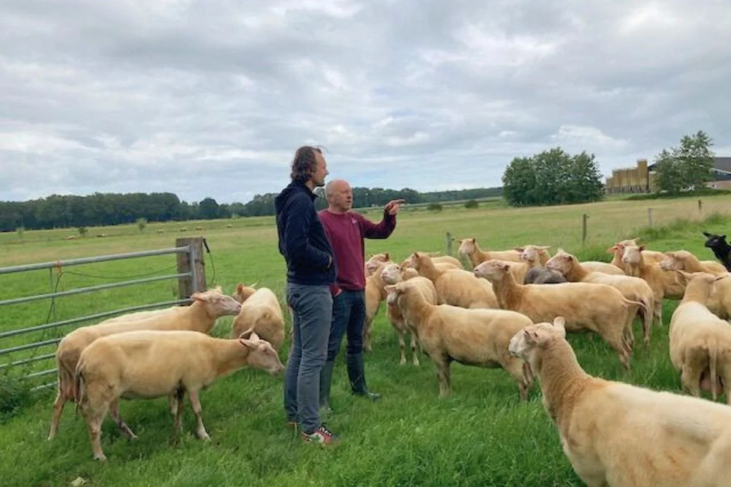Is Loperswol wandelwol?