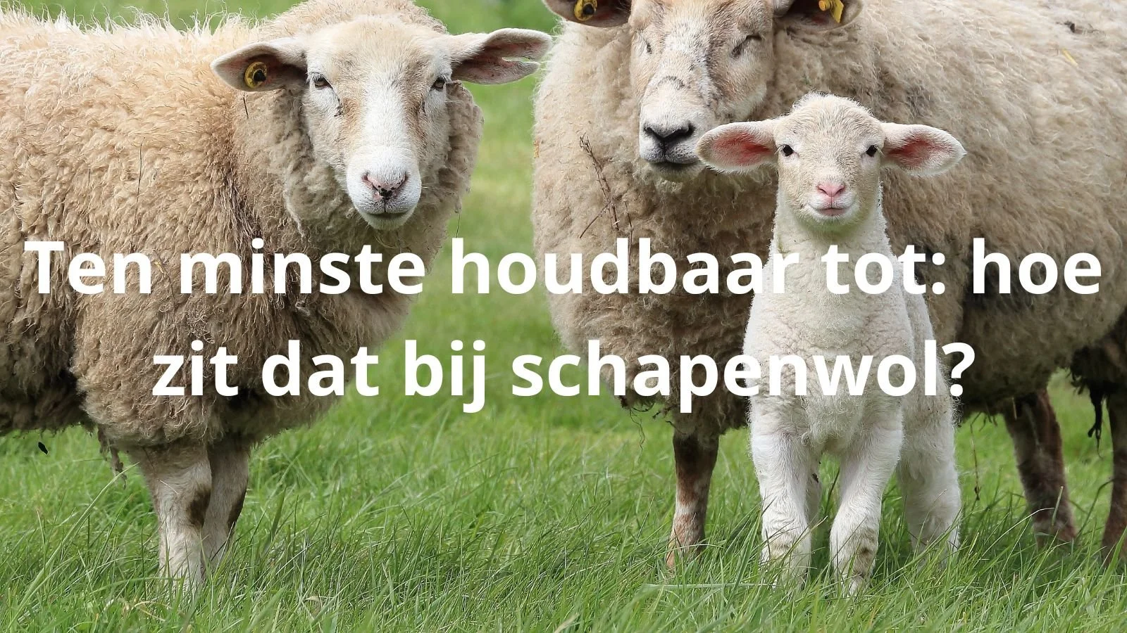 Ten minste houdbaar tot: hoe zit dat bij schapenwol? | Wandelen Zonder