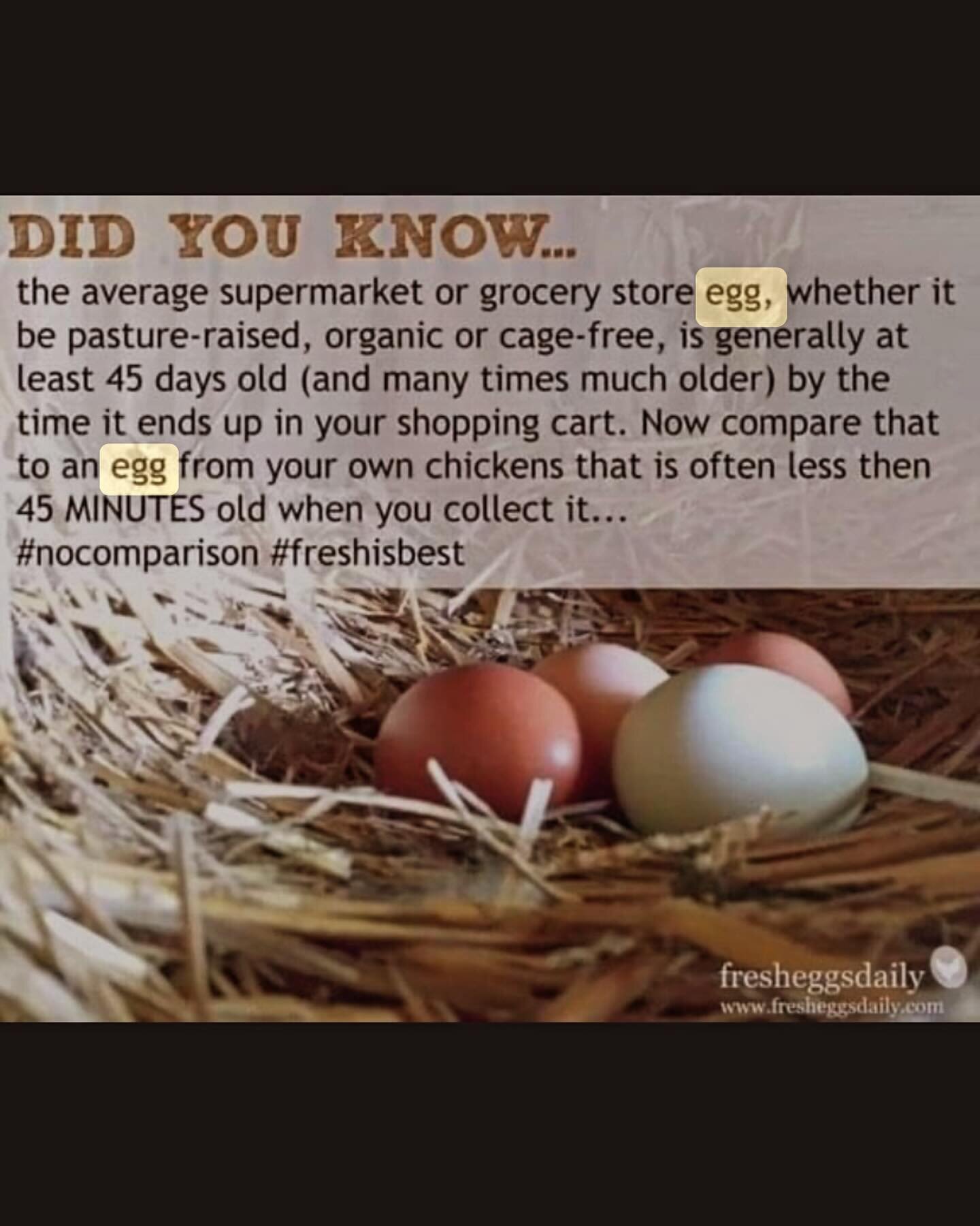 Election Day Special March 19th 2024 10am-6pm 3 dozen eggs for $10! Cash only pick up only come to the house front door #frontdoorpickup #ringmybell #electionday2024🇺🇸#farmfresheggs #pastureraised #trulyfreerangeeggs #govote🇺🇸 #cleanprotein