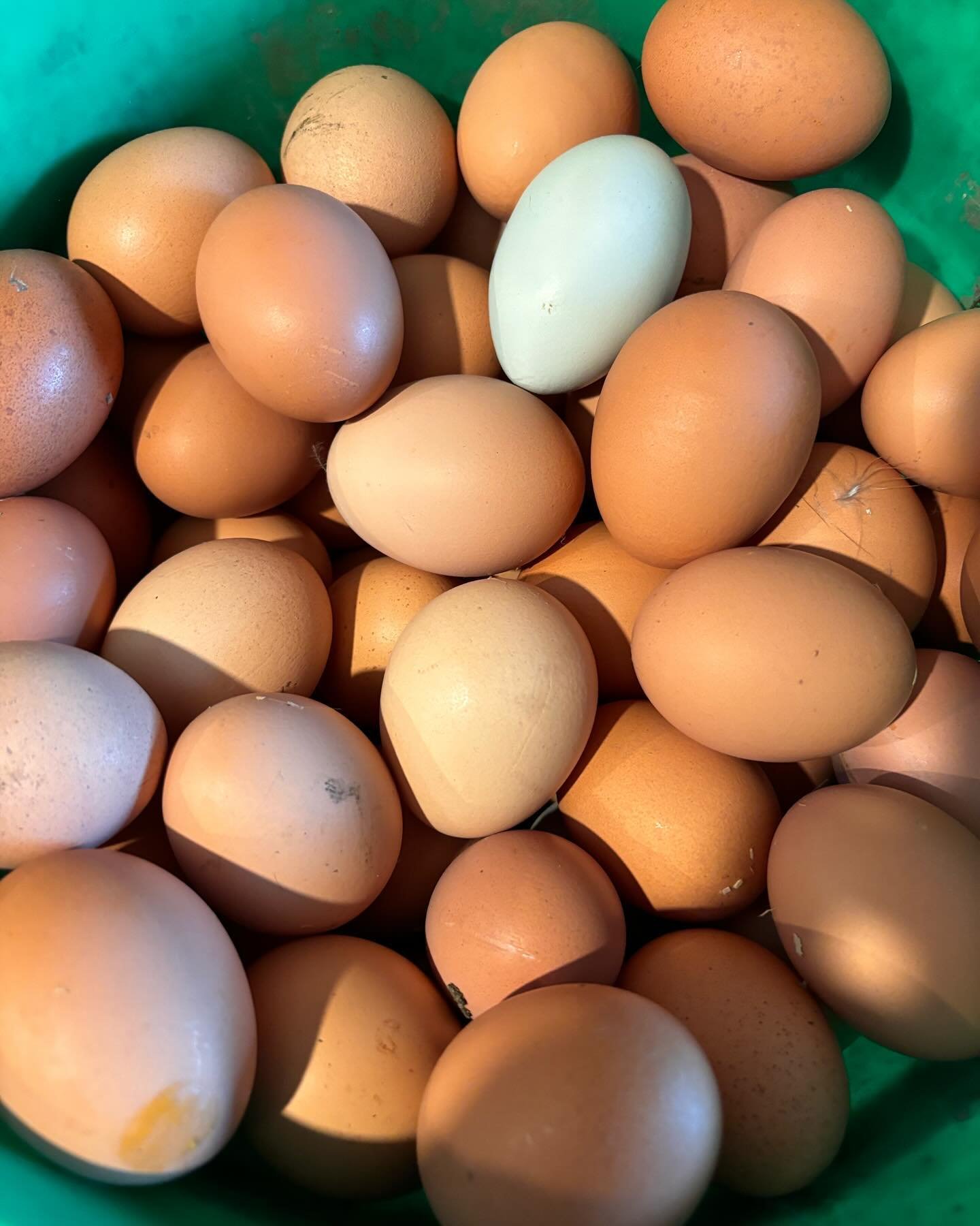 We are #eggstatic about the girls ramping up production! #farmfresheggs are back out on the barn porch for #selfserve $5/dozen or $4/dozen for 10 dozen or more. We have plenty! #freerangechickens #nongmofedchickens