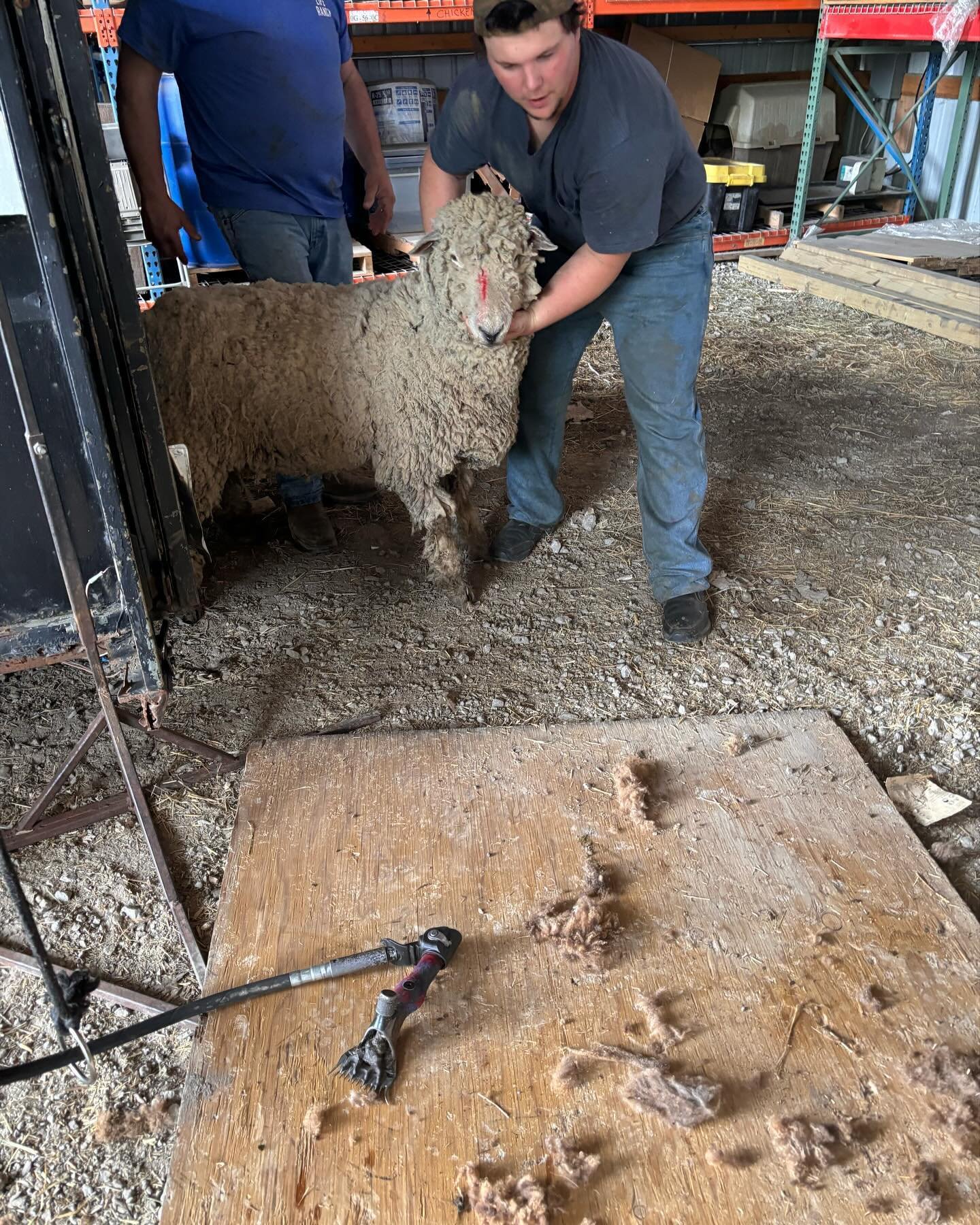 #haircutday #barneywassobrave alpacasdontlikethepets #freshgroomforsheep #pedicuresallaround