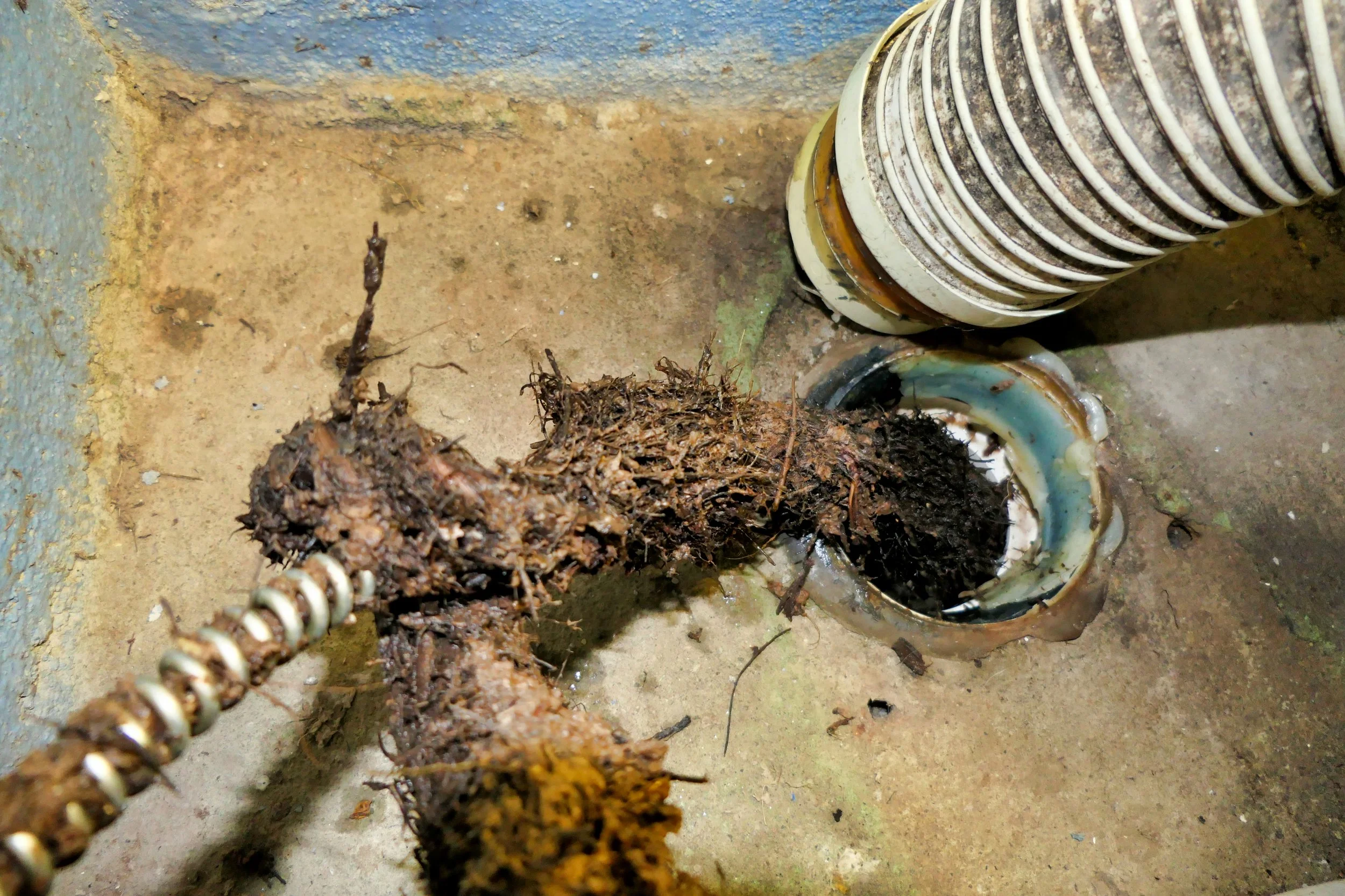tree-roots-in-pipeline-sewer-line-blocked