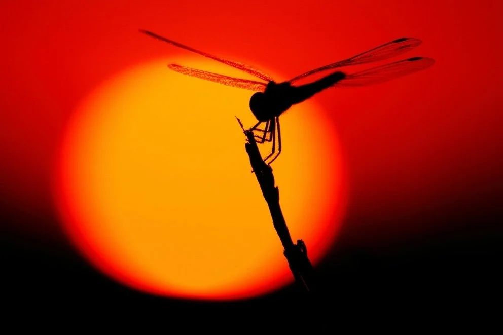 Elemental Magic of Dragonflies