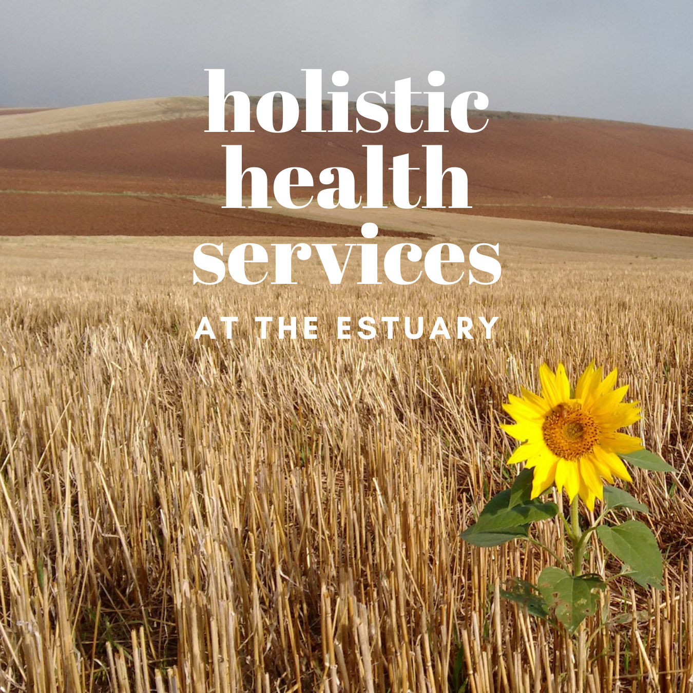 A sunflower growing in a wheat field with rolling hills in the background and overlaid text reading 'holistic health services at the estuary'.
