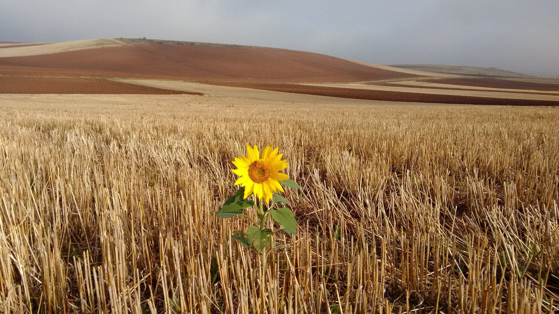 A single sunflower with yellow petals and green leaves rising above a harvested wheat field, with rolling hills in the background under a cloudy sky.