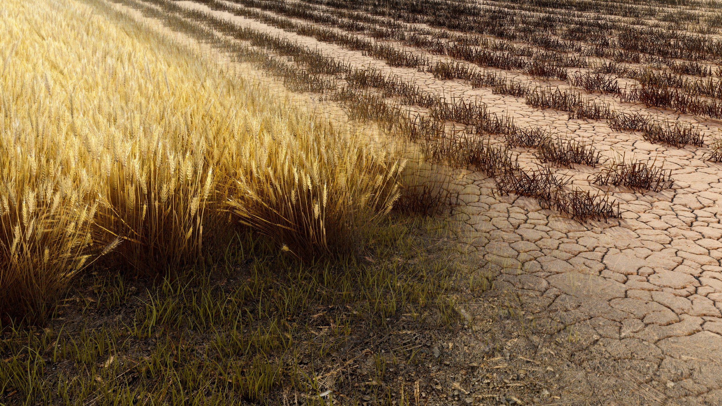 Soil degradation and its impact on your food supply