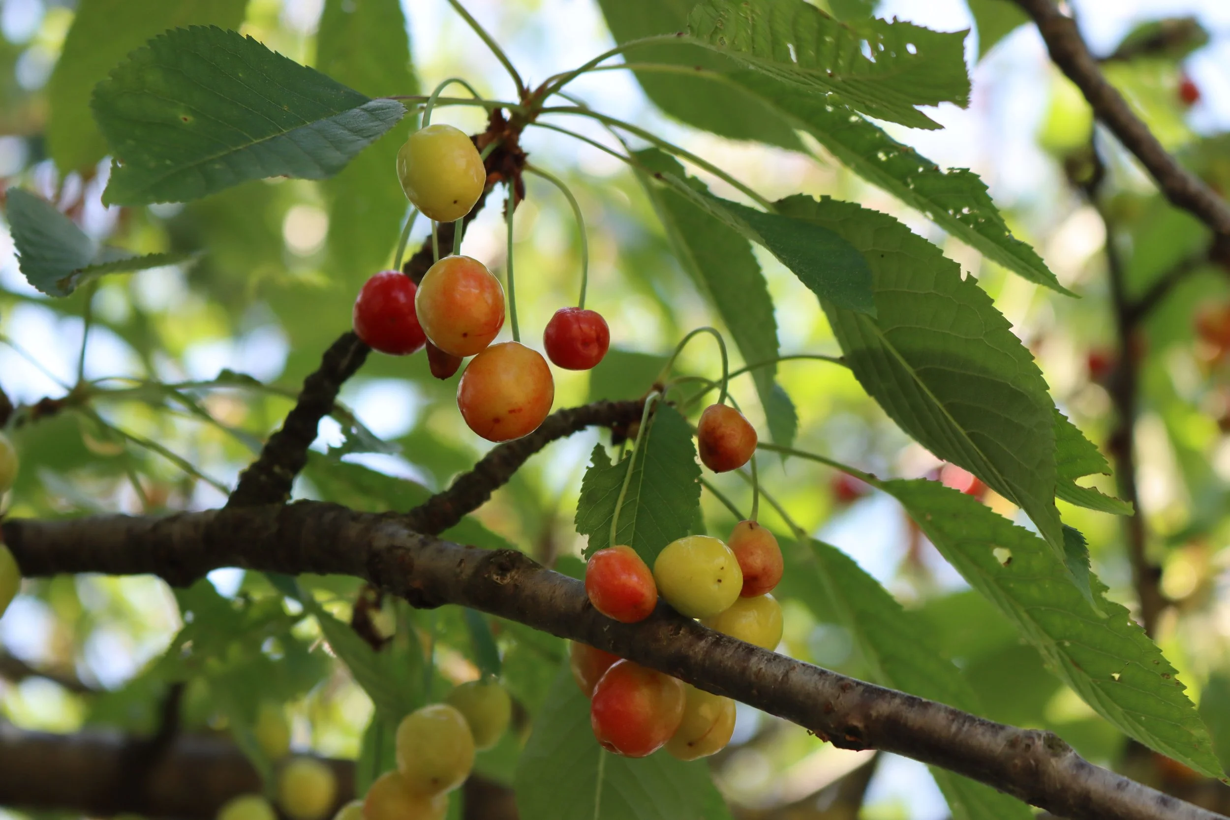 Climate Pressures Leave Cherry Harvest Well Below Average