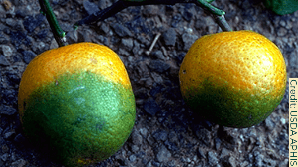 Florida’s Oranges Are in Crisis - You Can Thank Climate Change for That