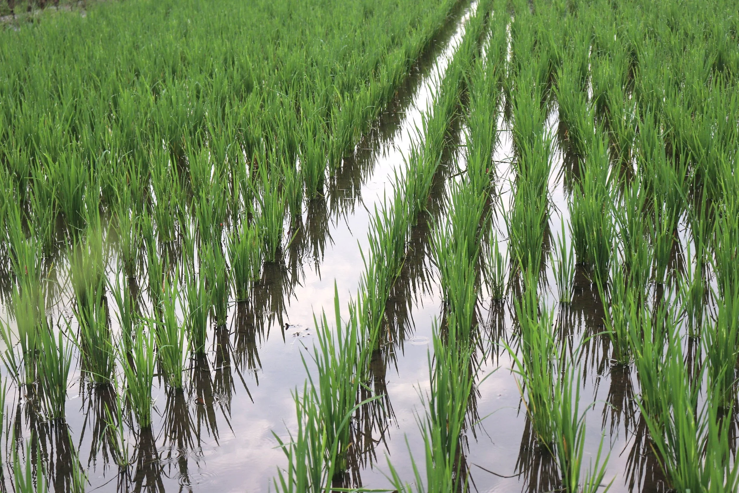 Indonesia’s Wet Season Surprise: What It Means for the Season Ahead