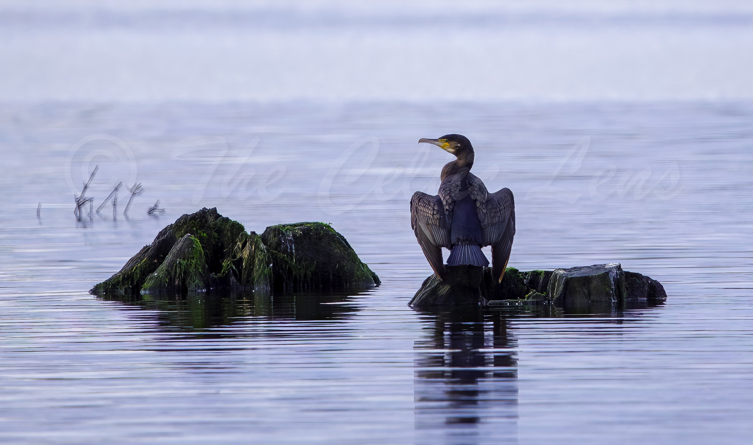 Heron -1.jpg