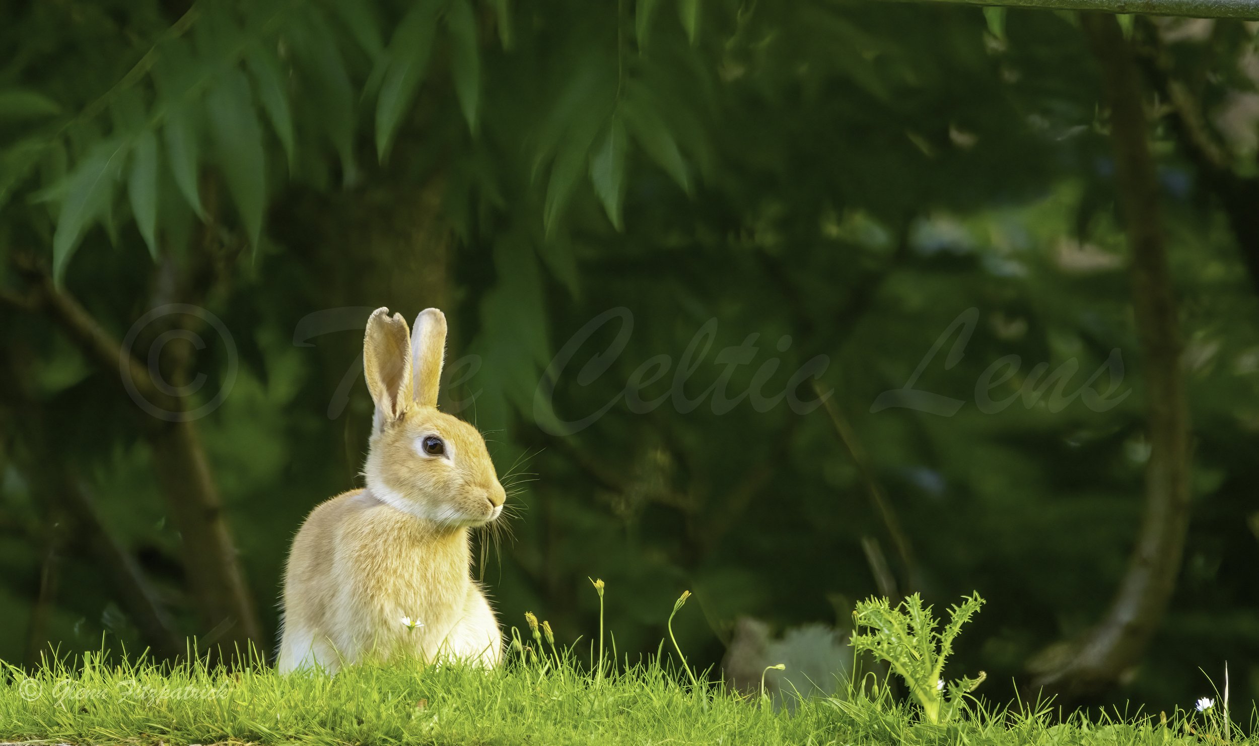 Fawn Hare .jpg