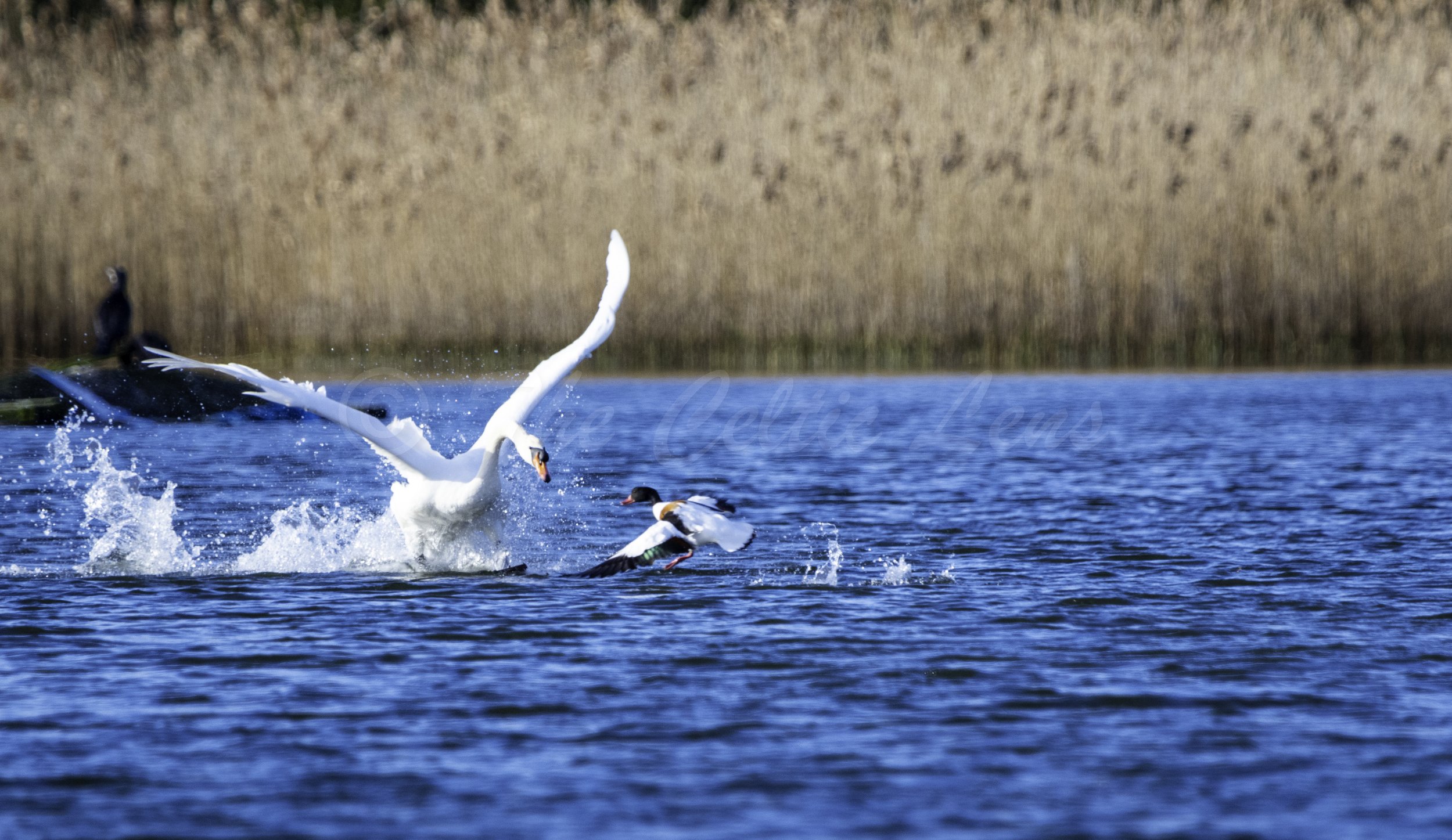 Swan in Cobh Co Cork.jpg