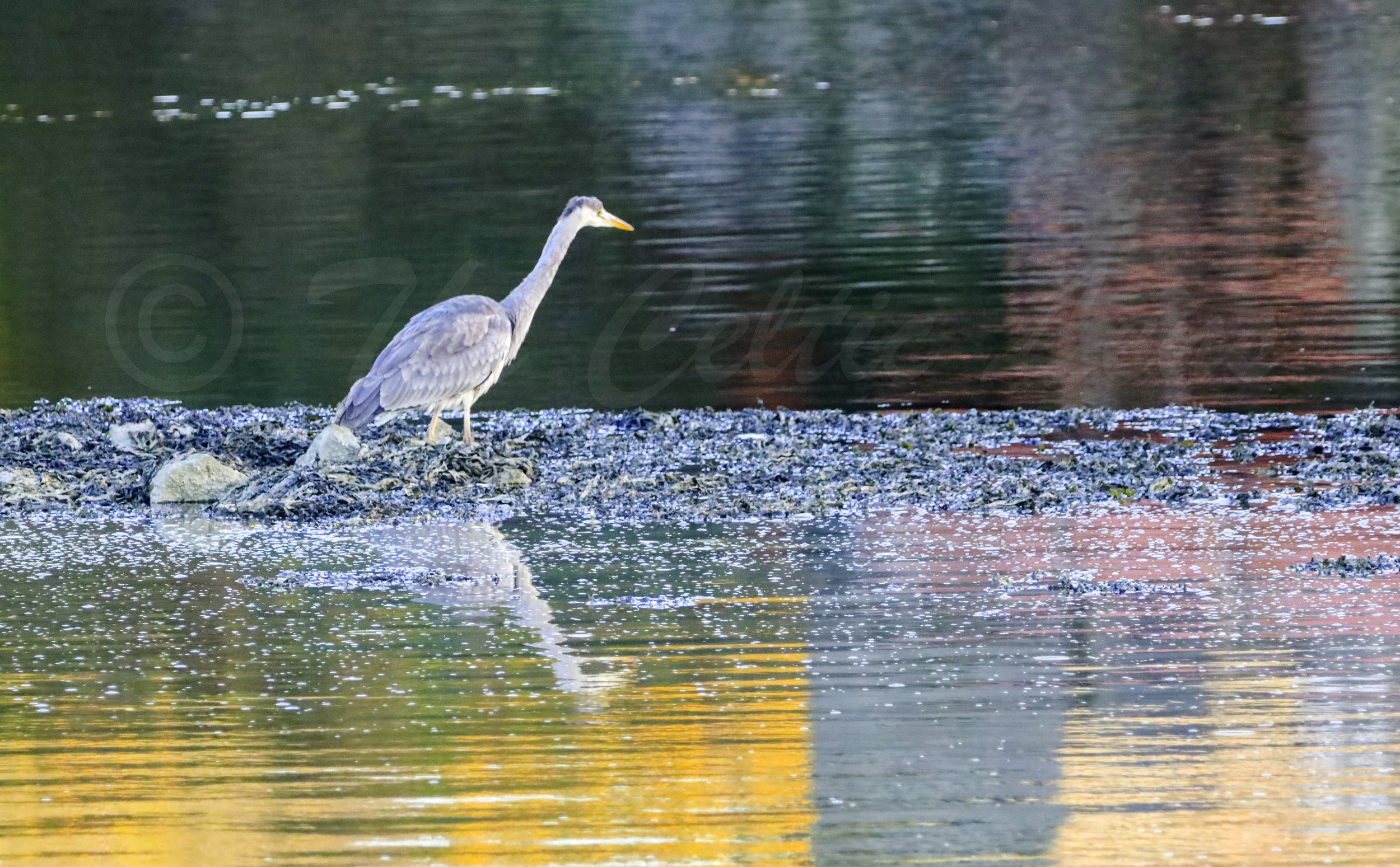 Heron .jpg