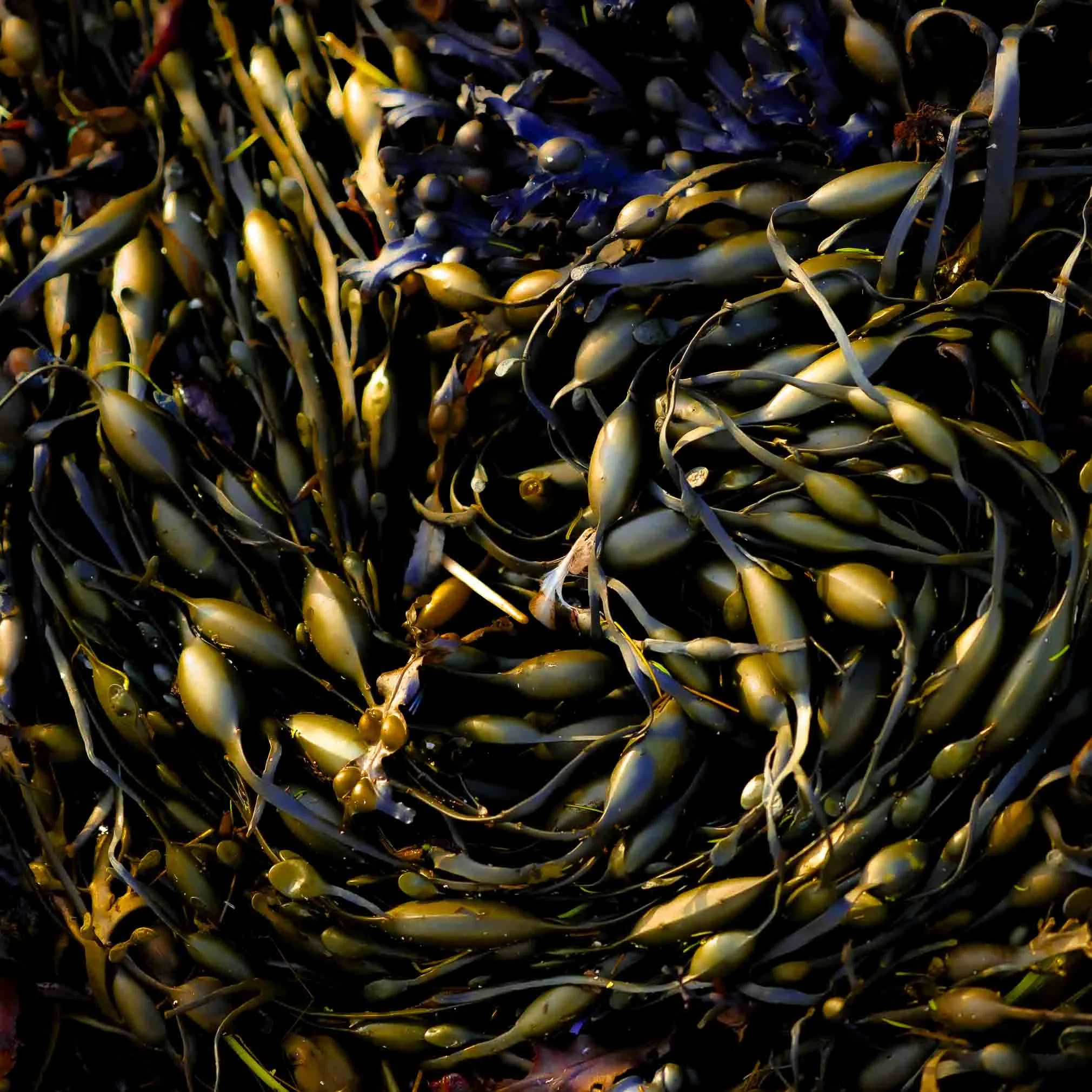 Seaweed Swirl.jpg