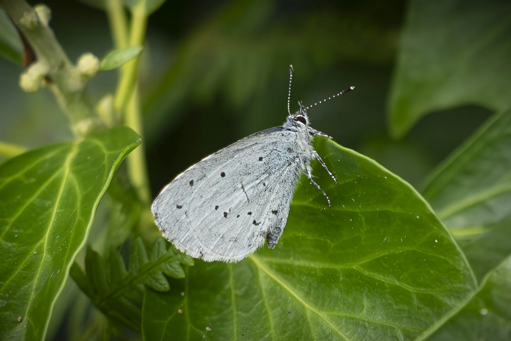 Holly Blue (Use).jpg