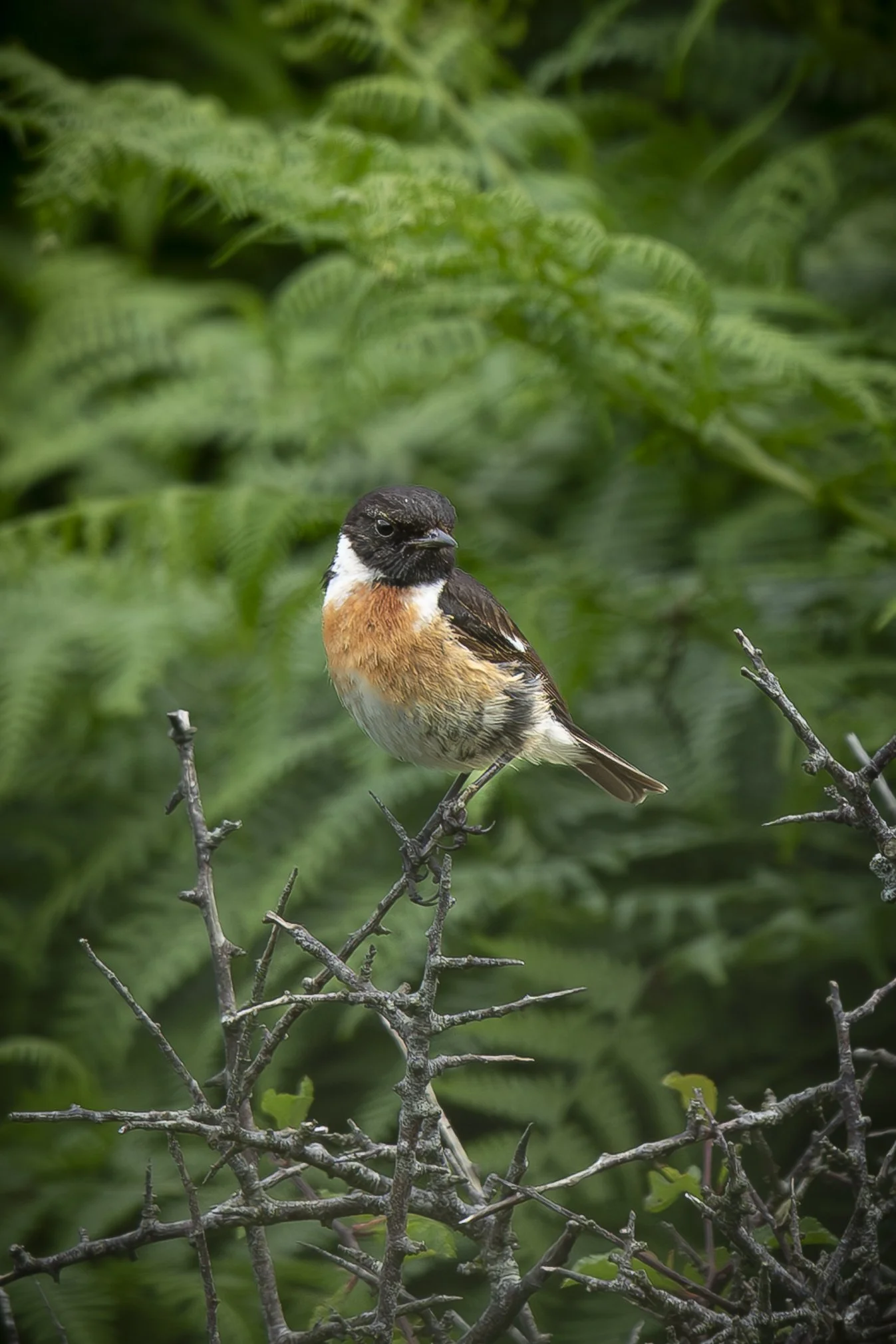 Male Stonechat 1.jpg