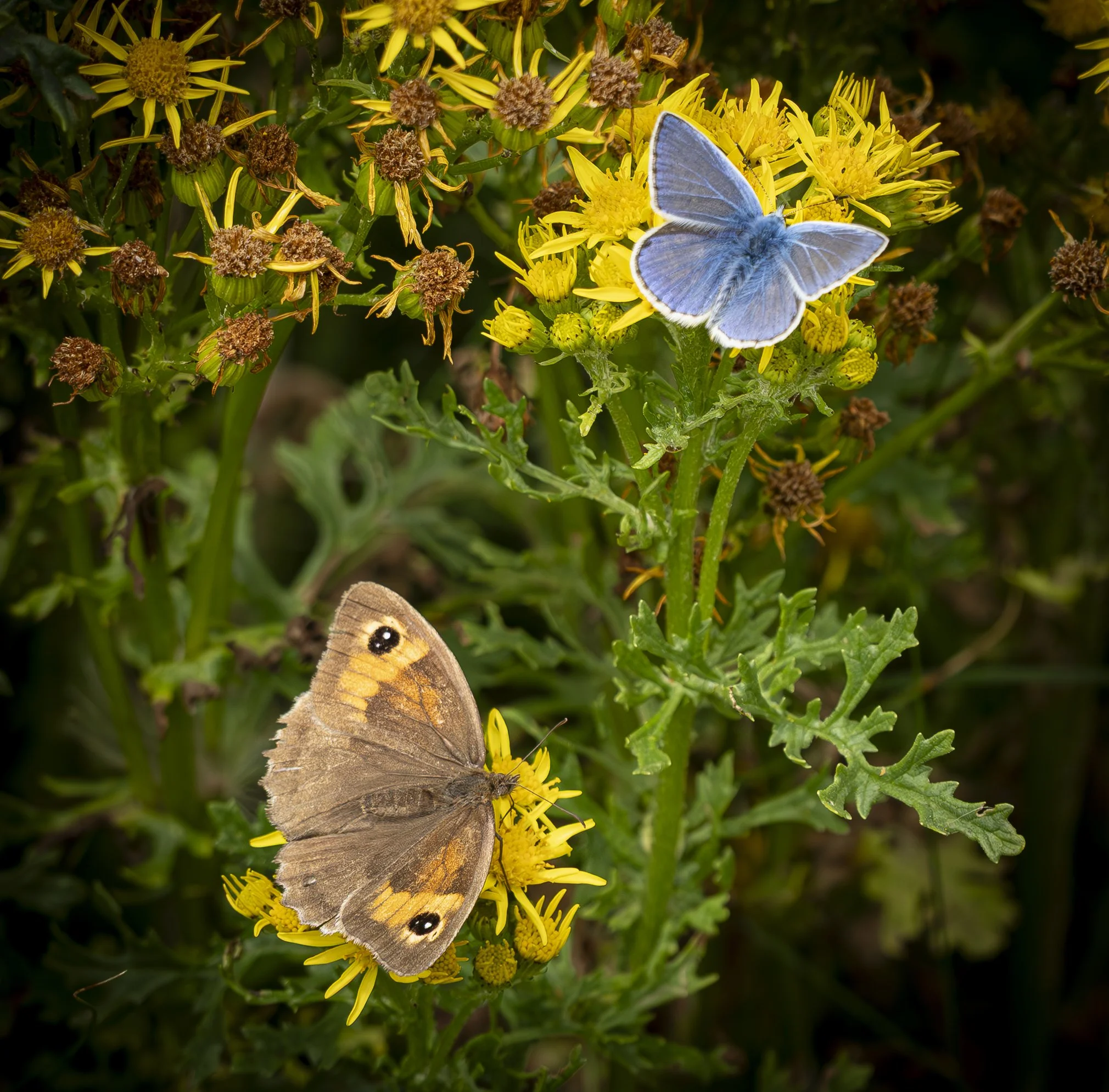 Meadow Brown and Common Blue.jpg