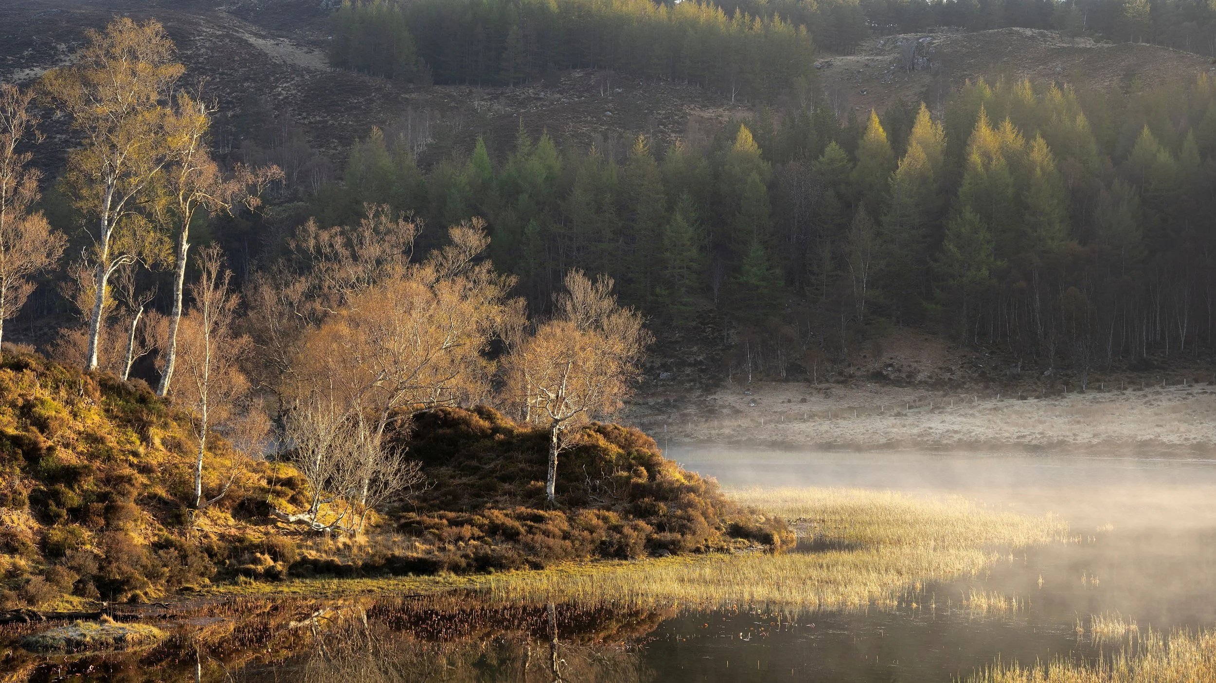 Reeds+%26+Trees.jpg
