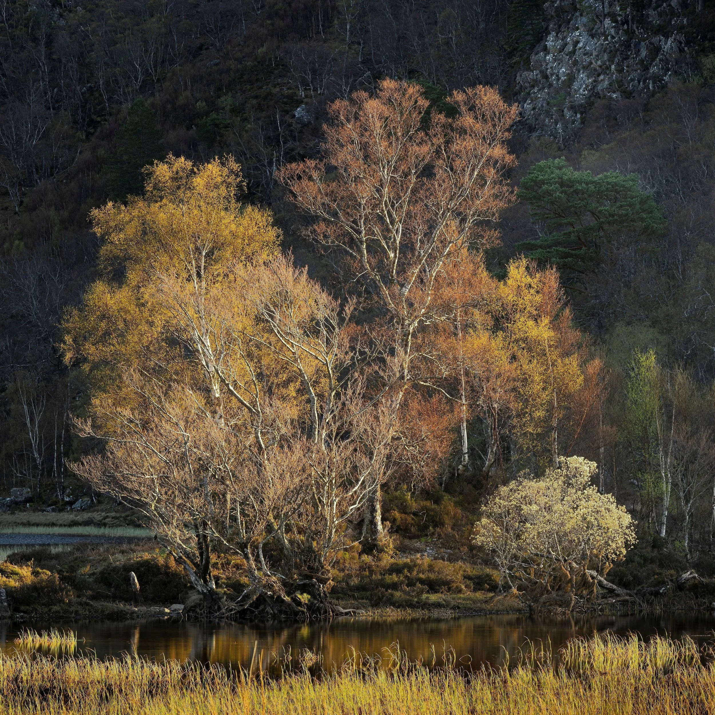 Coulin+Colour+2.jpg
