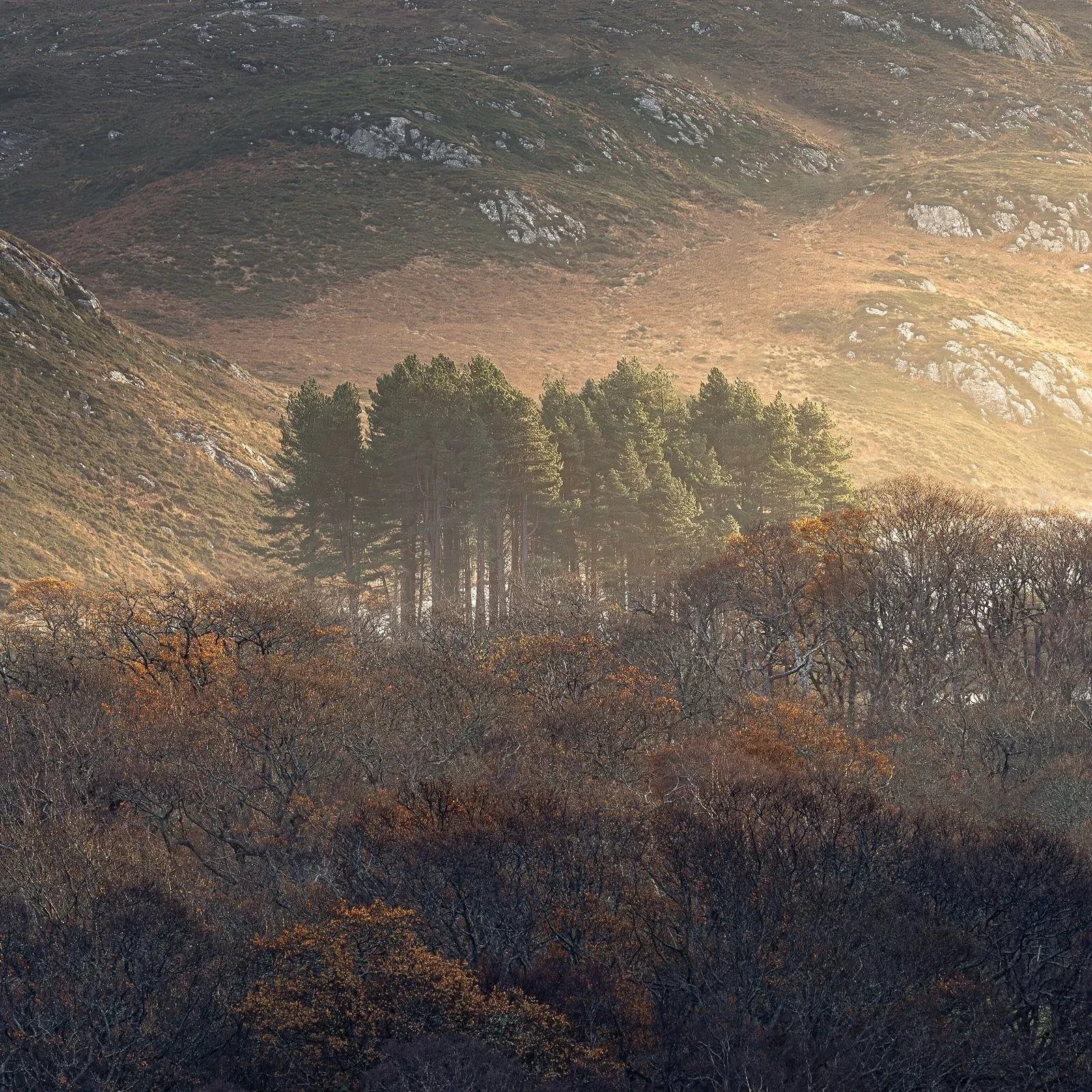 Standing Proud - Torridon