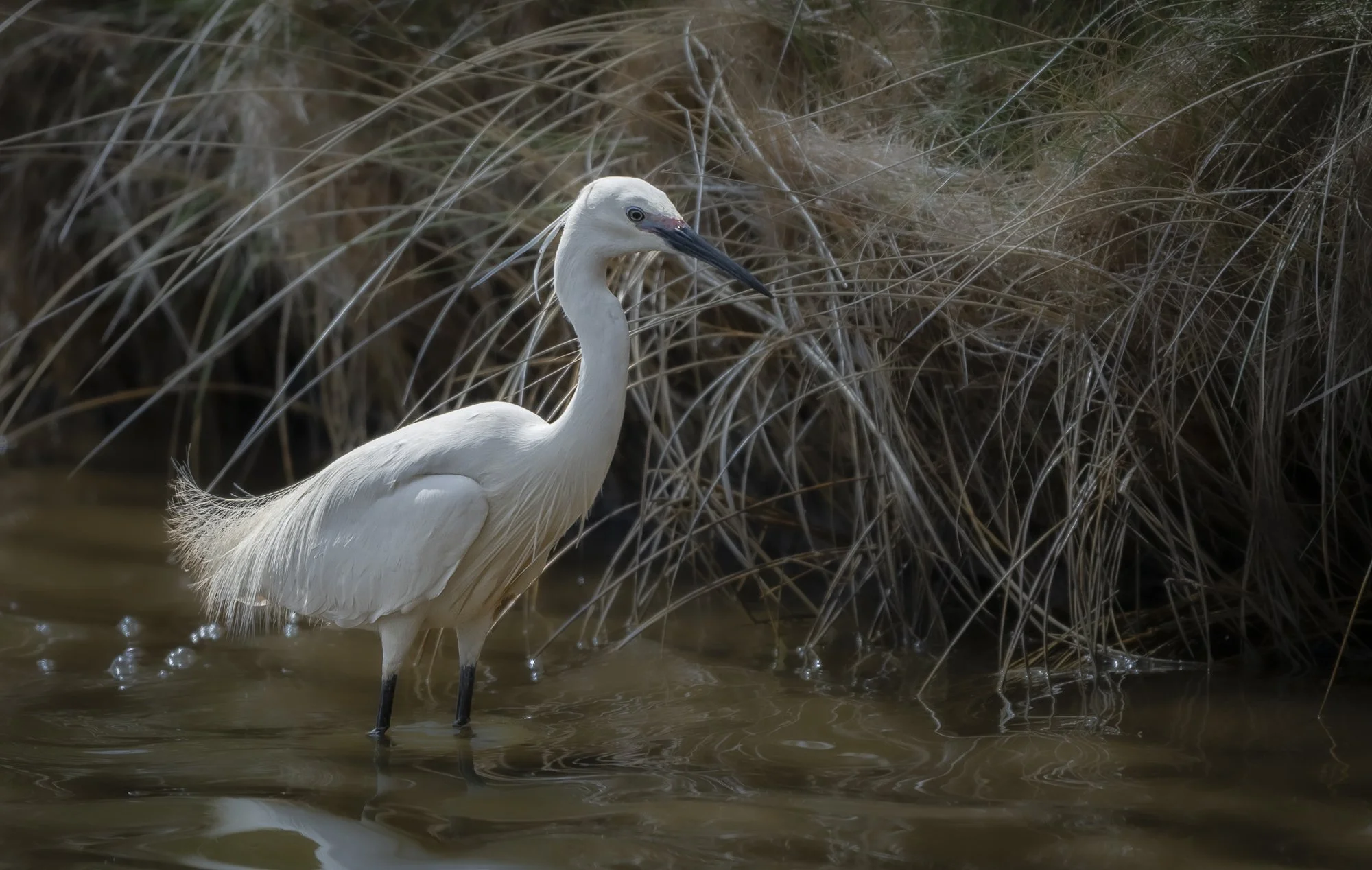 Little Egret Stalking.jpg