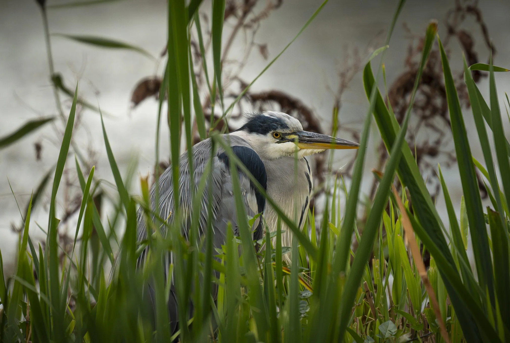 Grey Heron in Reeds.jpg