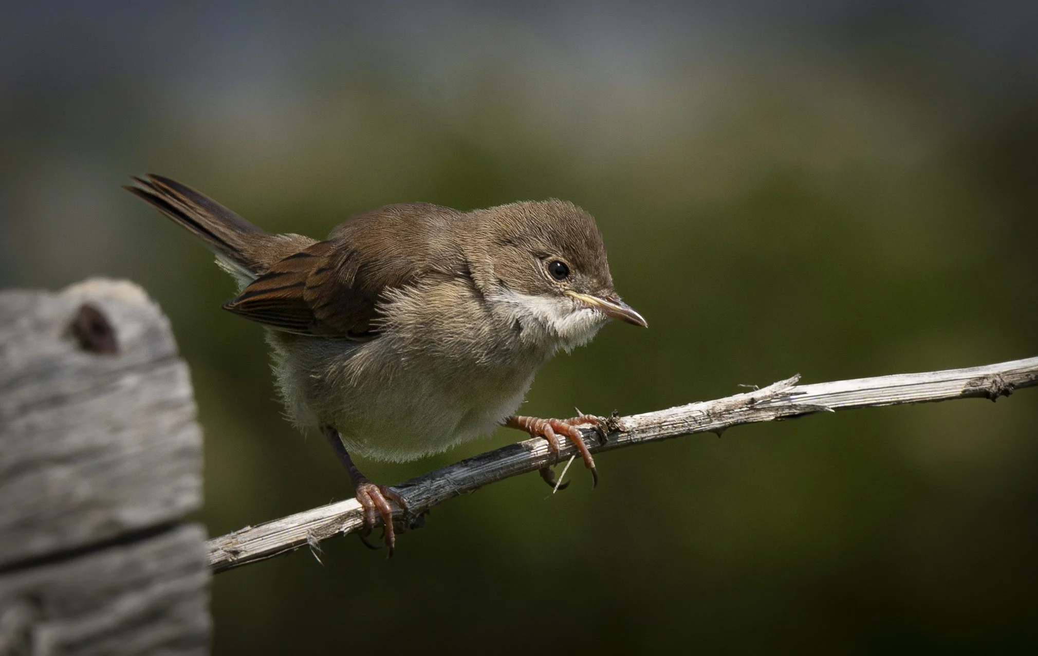 Whitethroat Juvinile 1.jpg