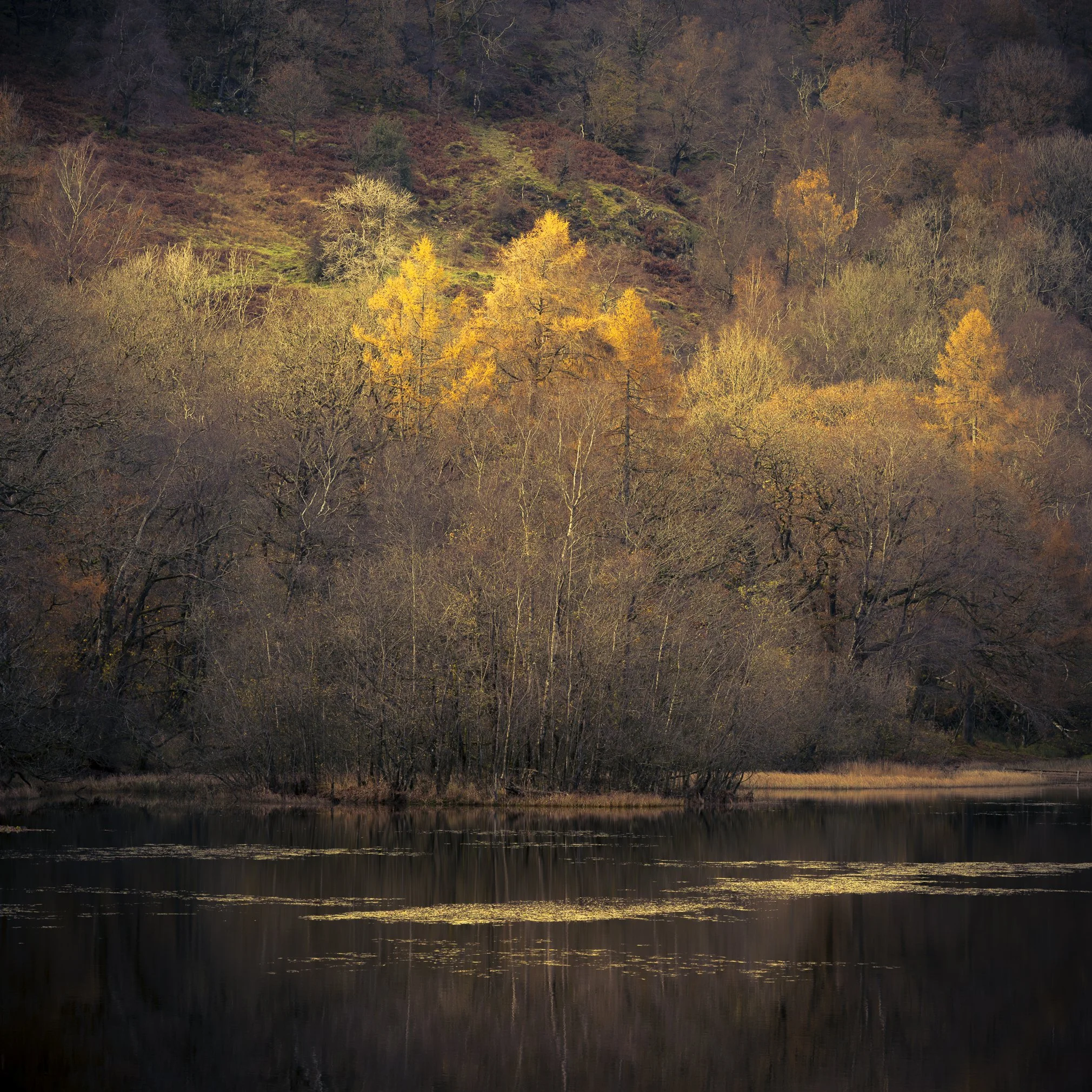 Autumnal Fire - Square.jpg