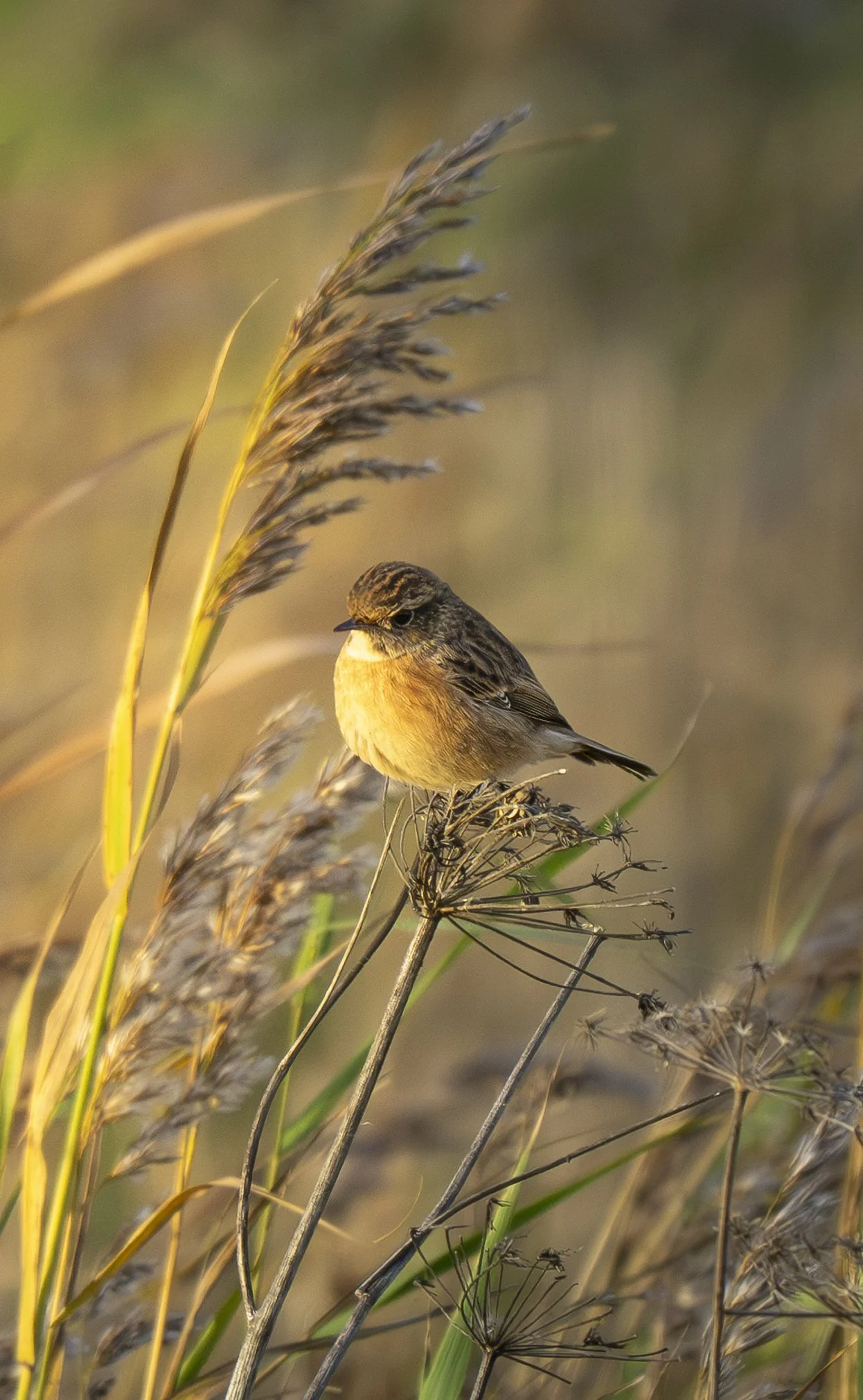 Stonechat 2.jpg