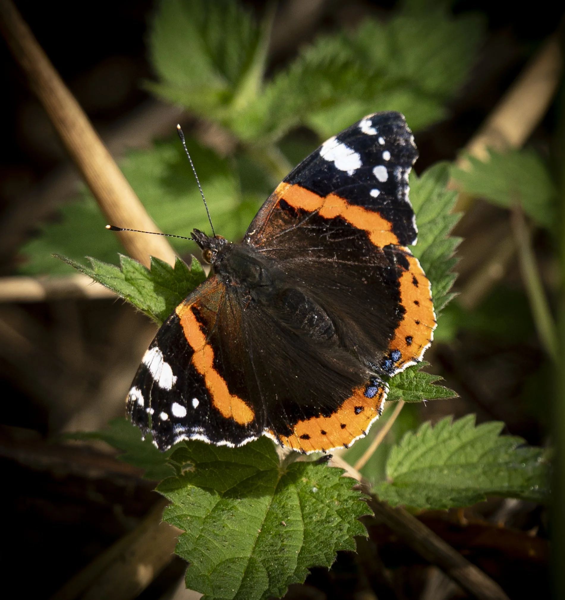 Red Admiral Butterfly.jpg
