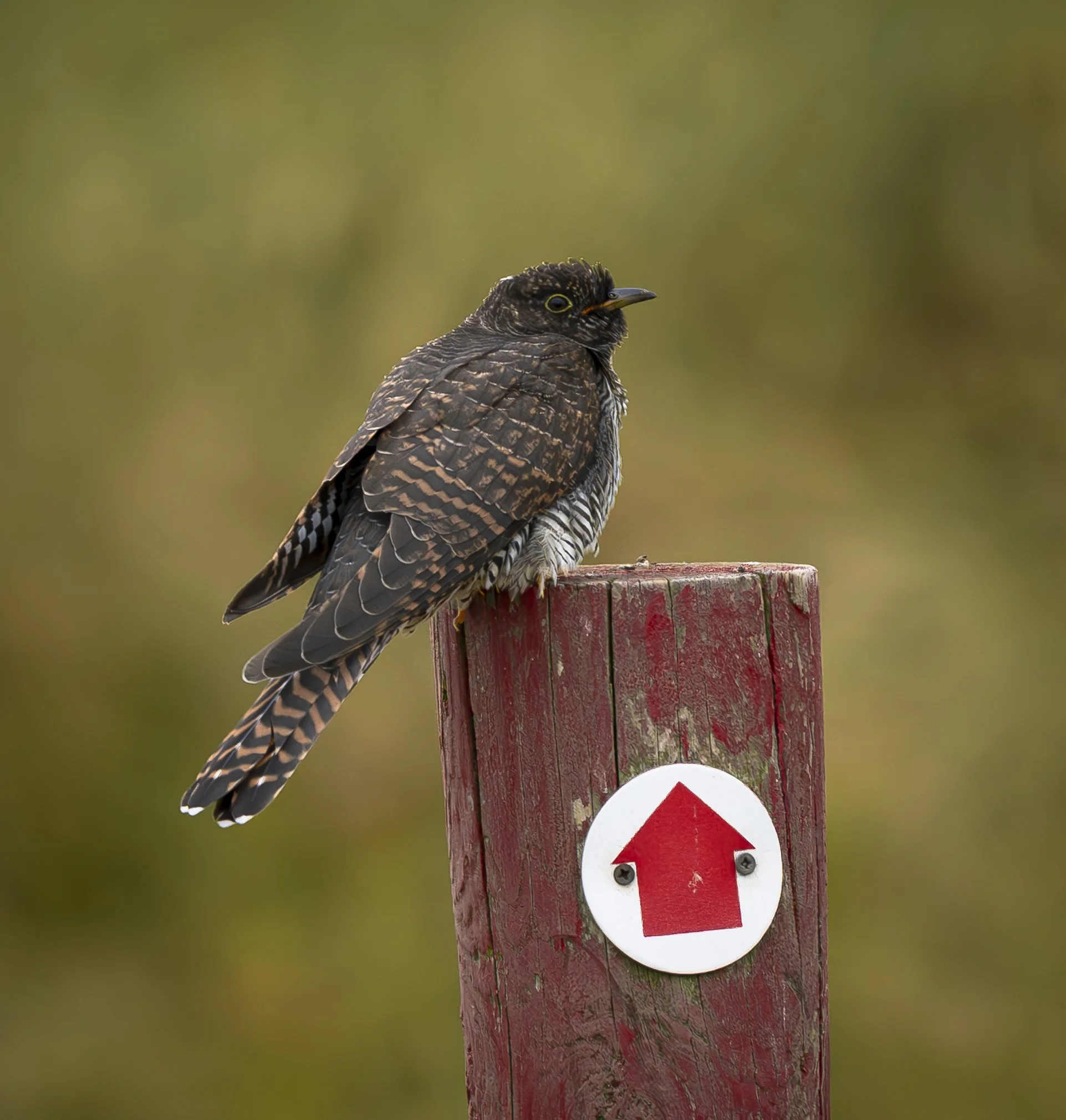 Cuckoo 1.jpg