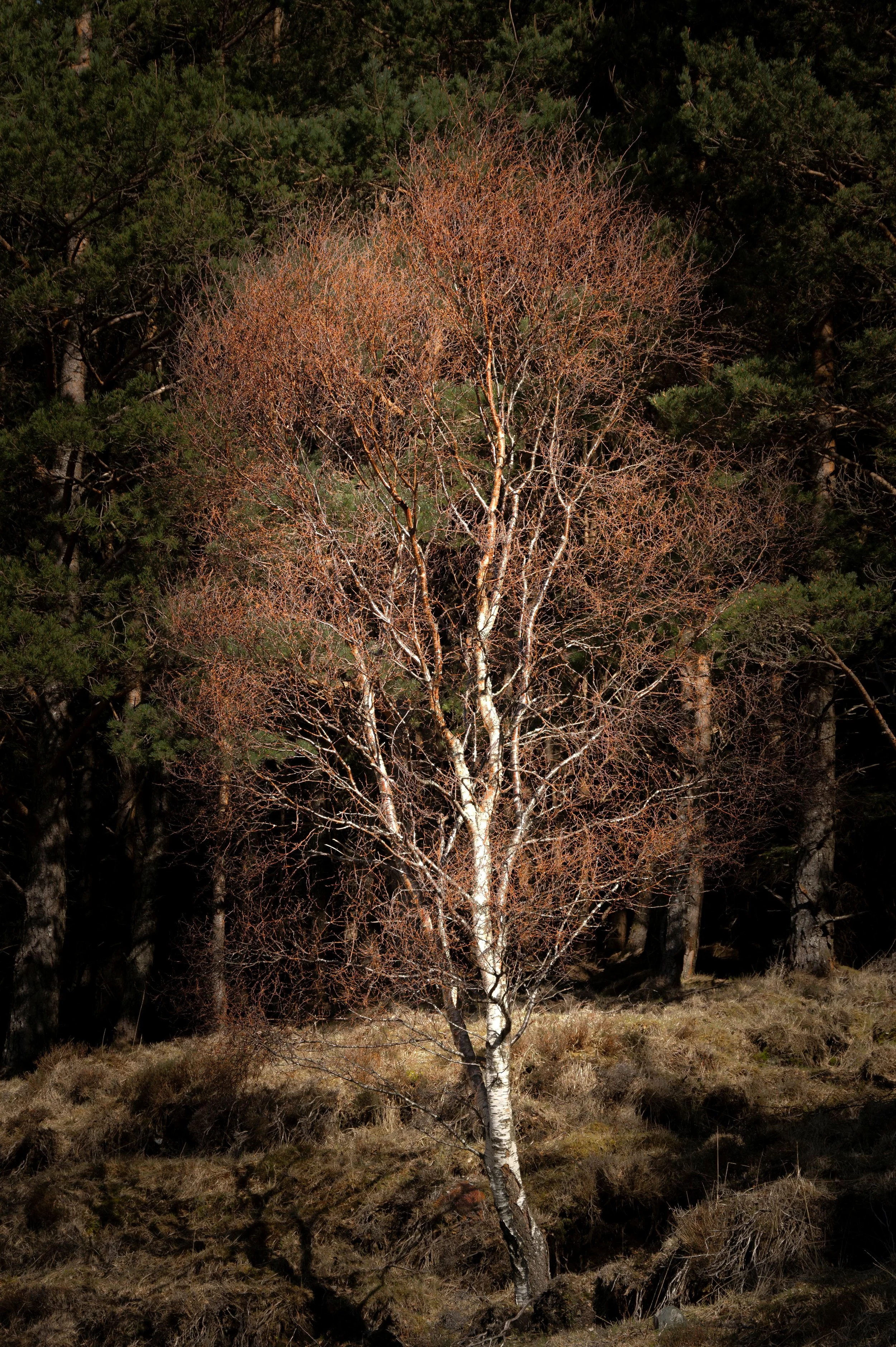 The Red Birch.jpg