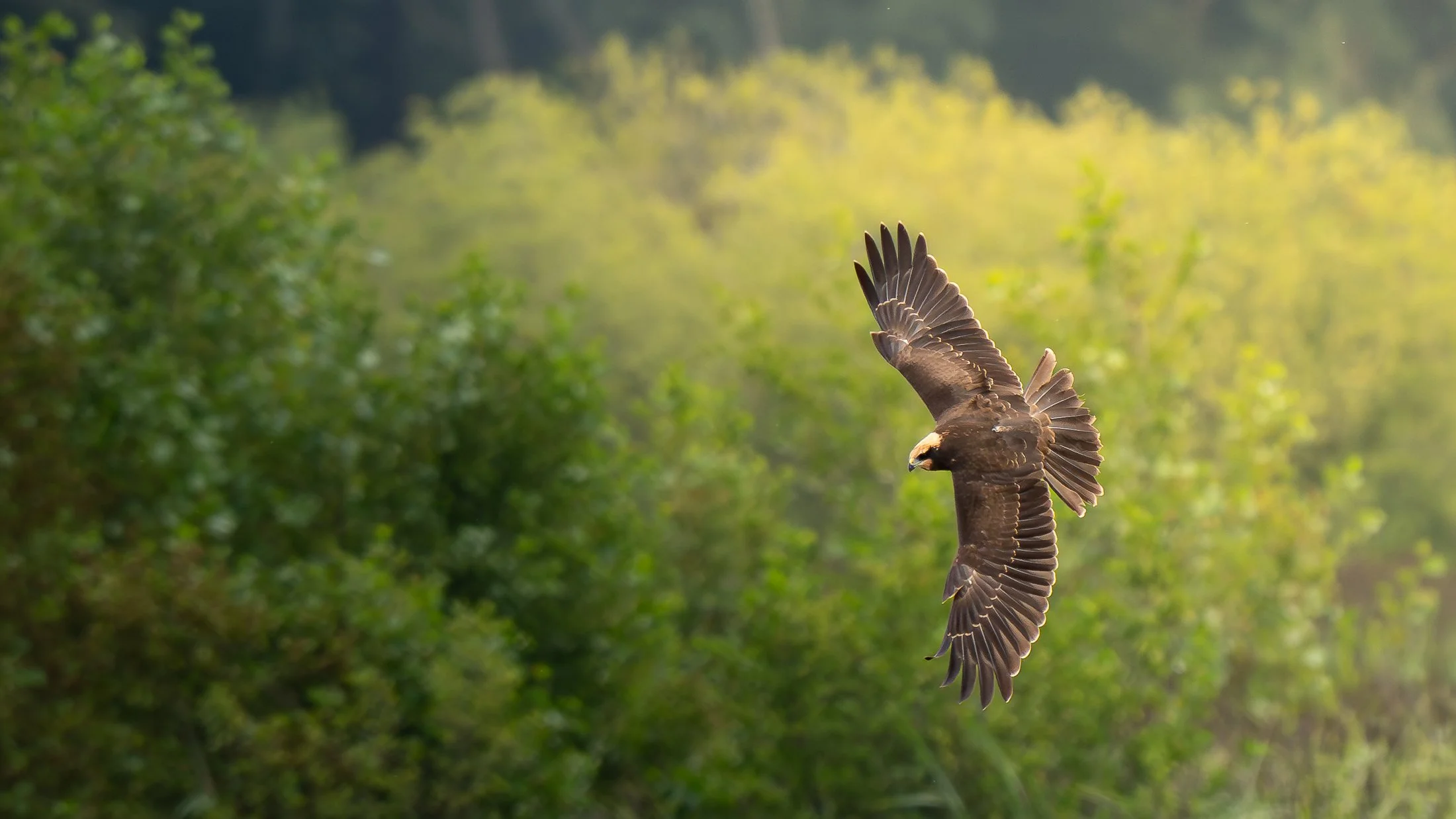 Marsh Harrier 1.jpg