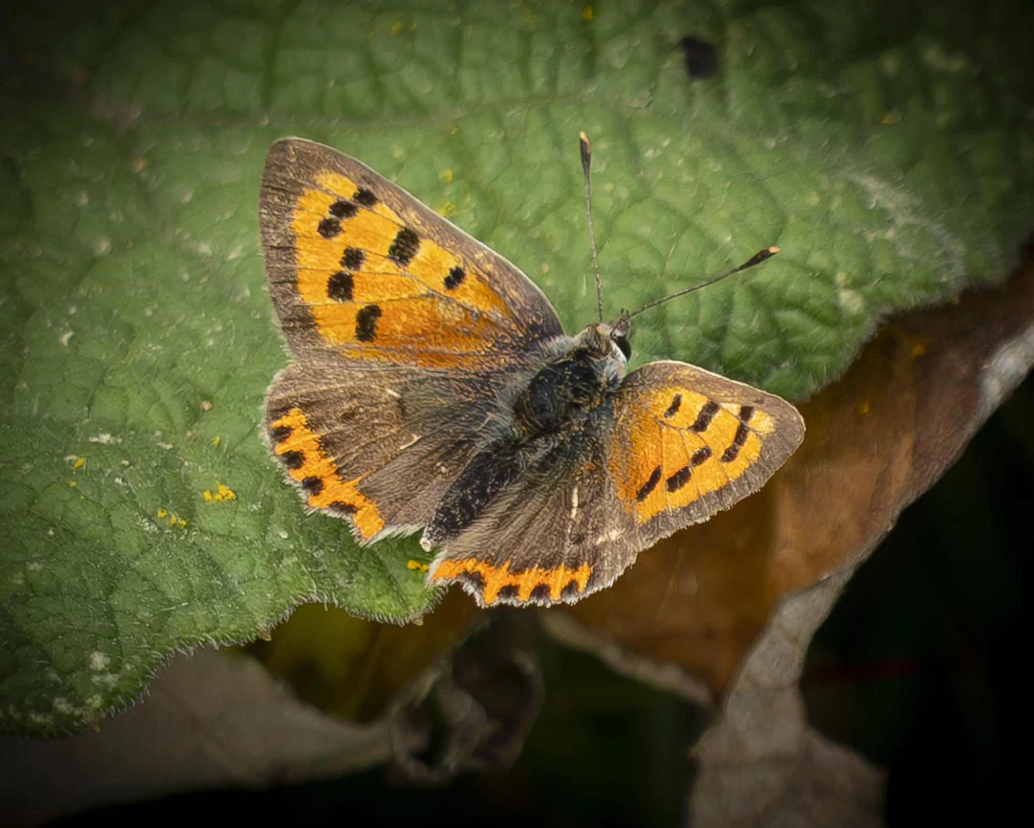 Small Copper.jpg