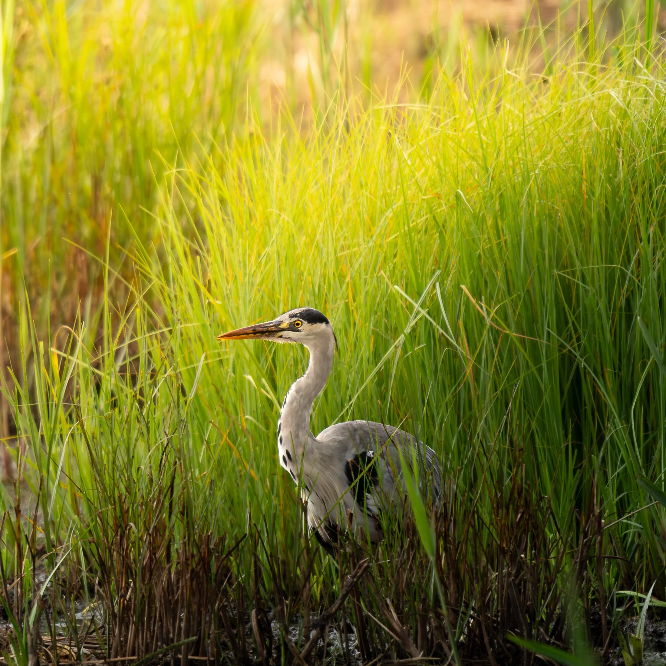 Grey Heron.jpg