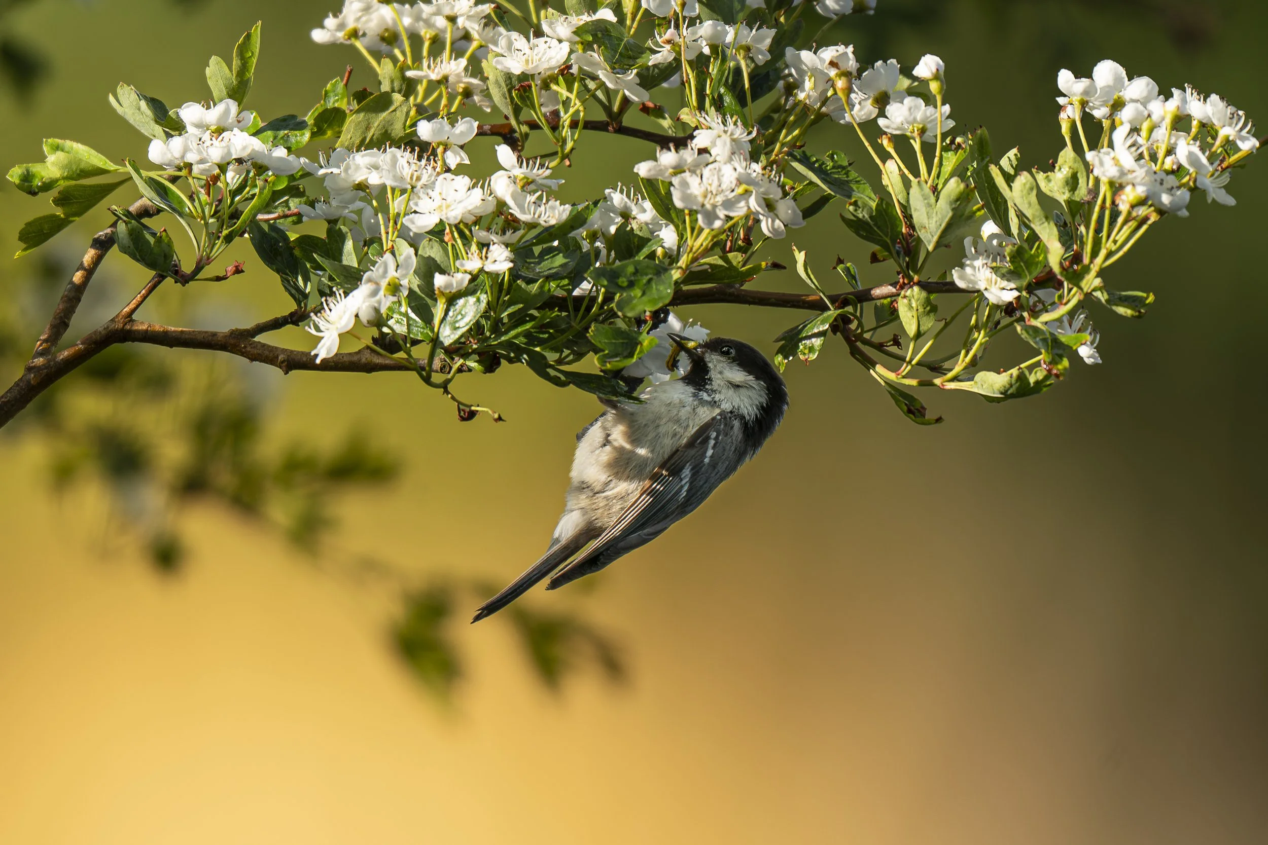 Coal Tit 1.jpg