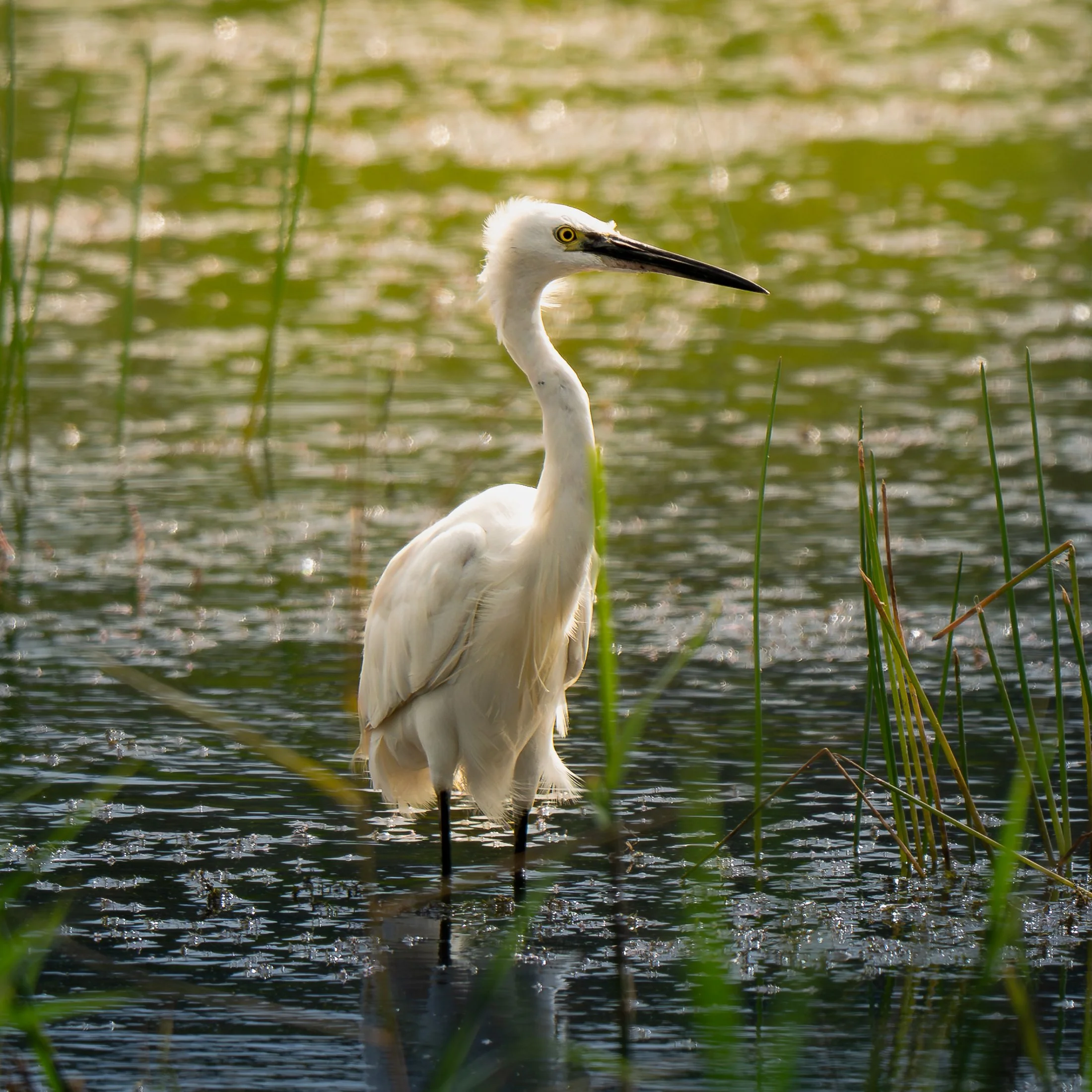 Little Egret 6.jpg