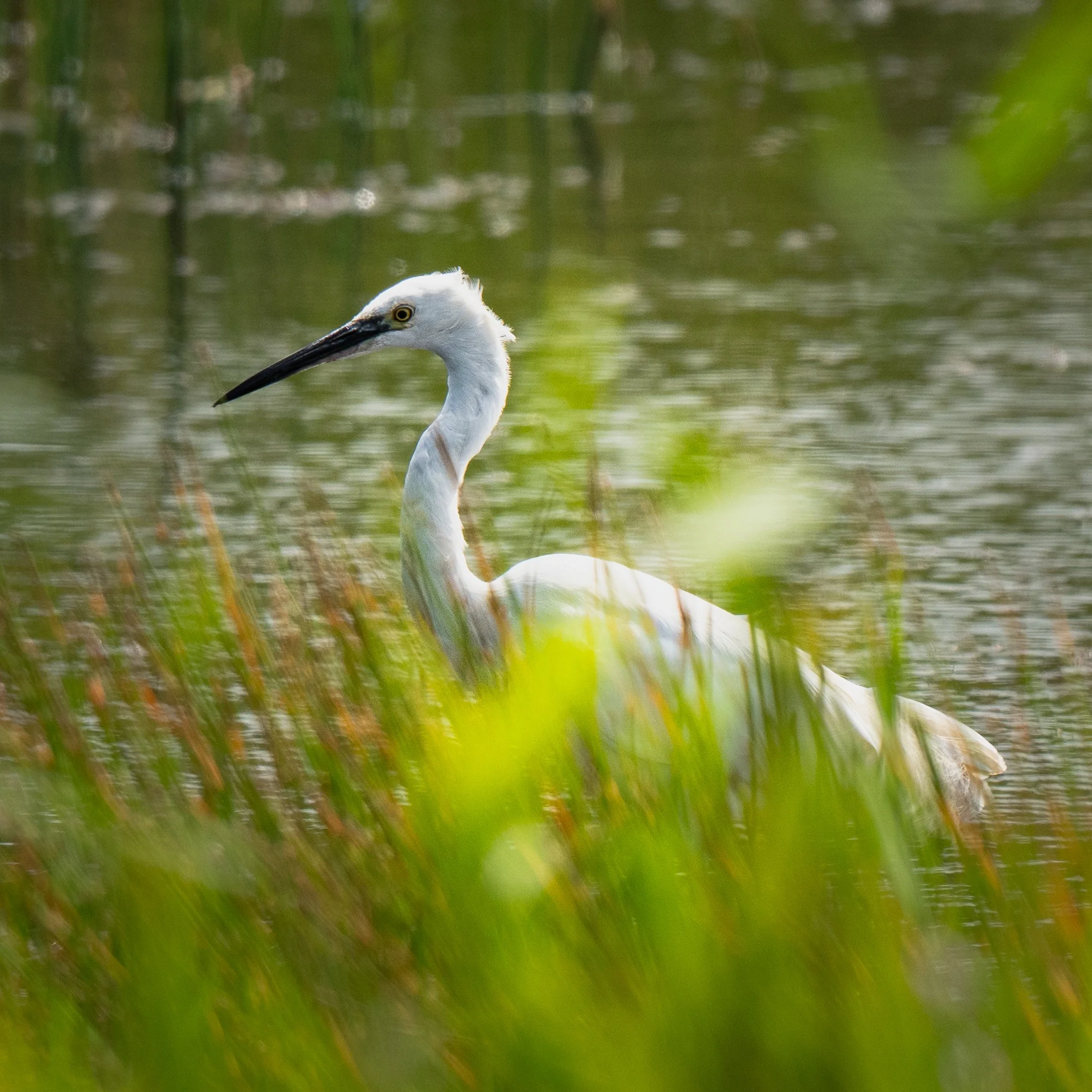 Little Egret 7.jpg
